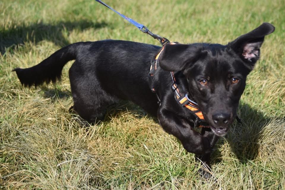 Enlarge 1685 Quill, a Adoptable mixed breed in Springfield, MO image 4/4