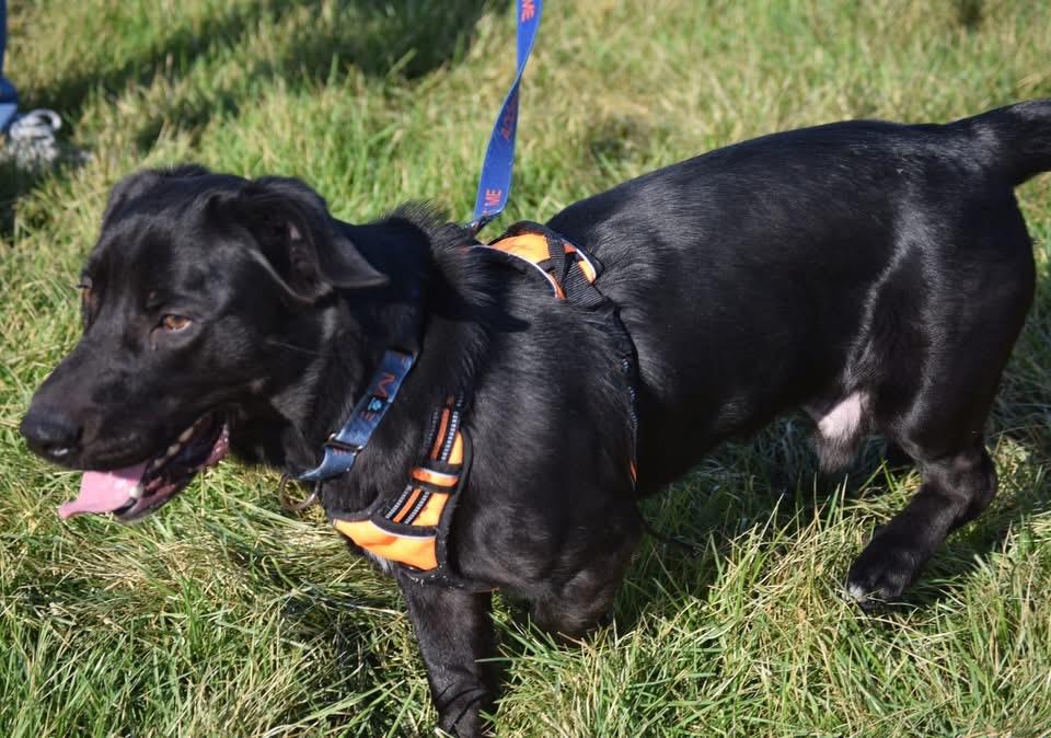 Enlarge 1685 Quill, a Adoptable mixed breed in Springfield, MO image 1/4