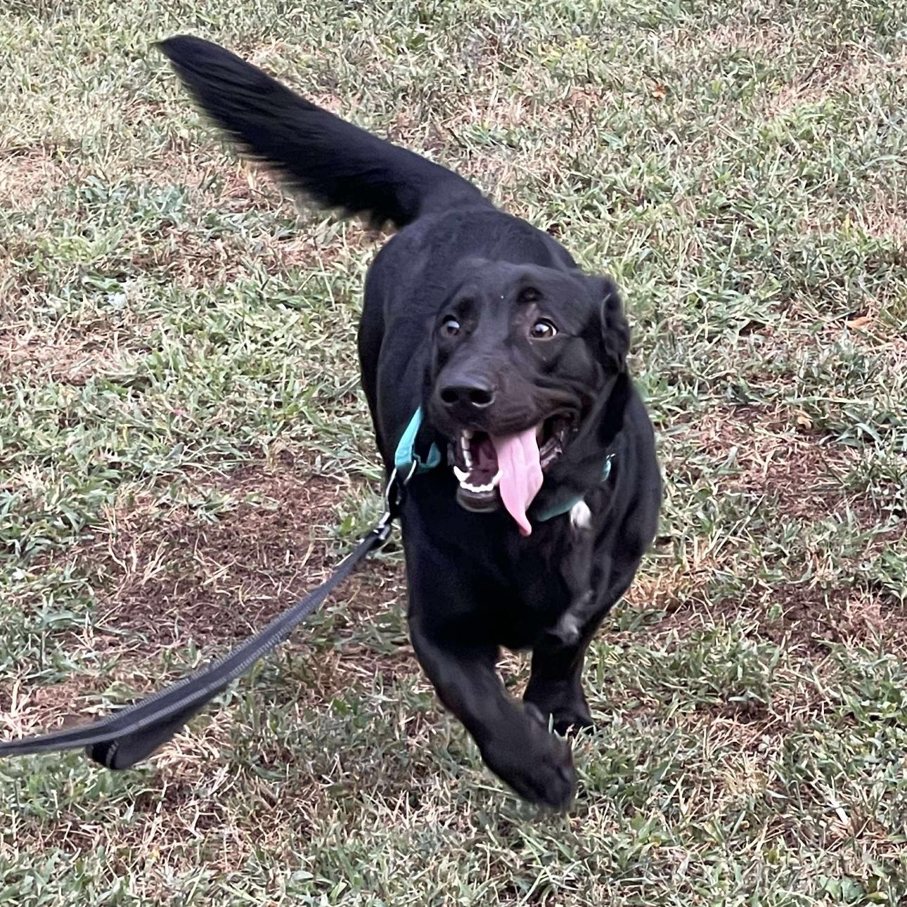 Enlarge 1685 Quill, a Adoptable mixed breed in Springfield, MO image 2/3