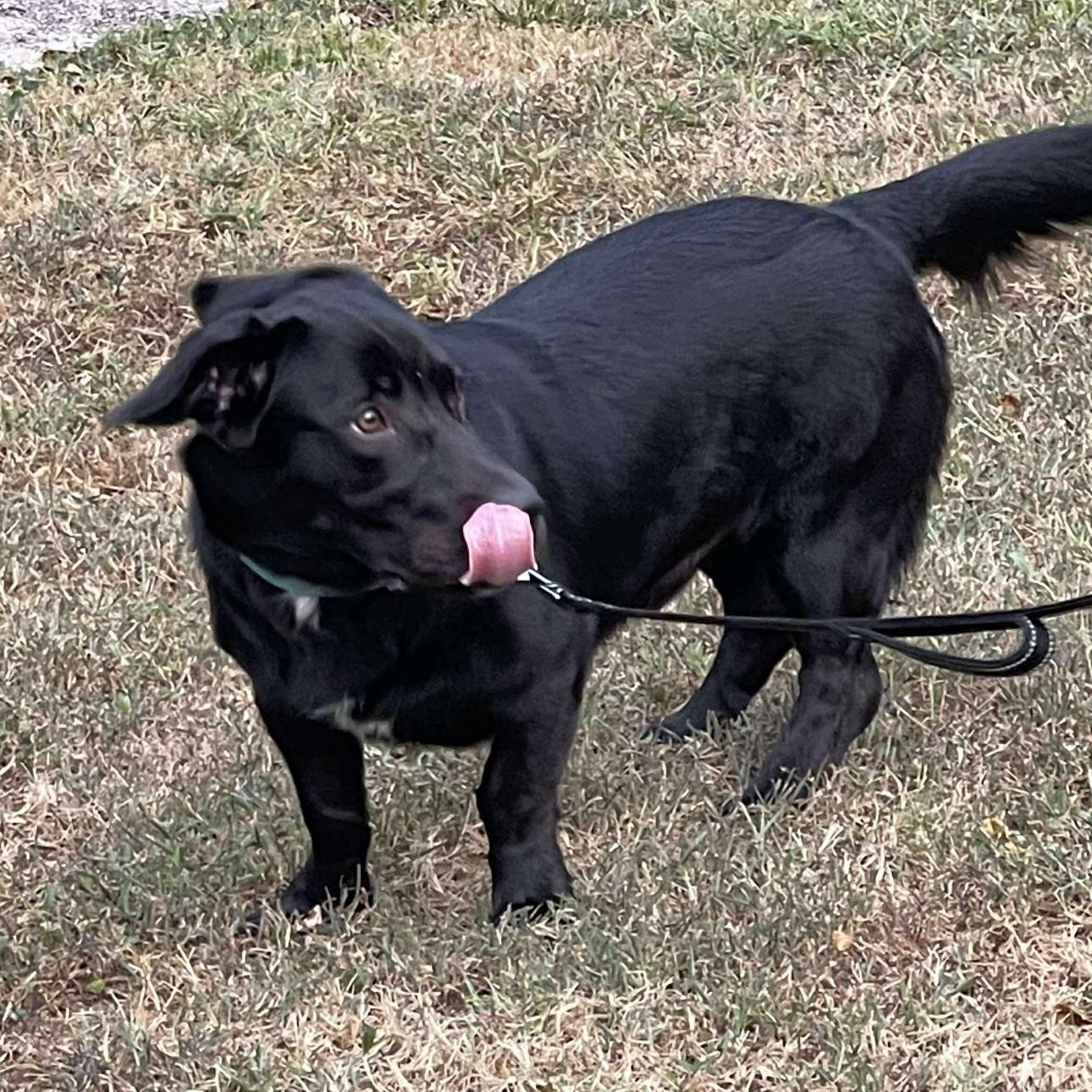 Enlarge 1685 Quill, a Adoptable mixed breed in Springfield, MO image 3/3