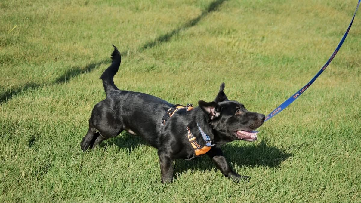 Enlarge 1685 Quill, a Adoptable mixed breed in Springfield, MO image 3/4