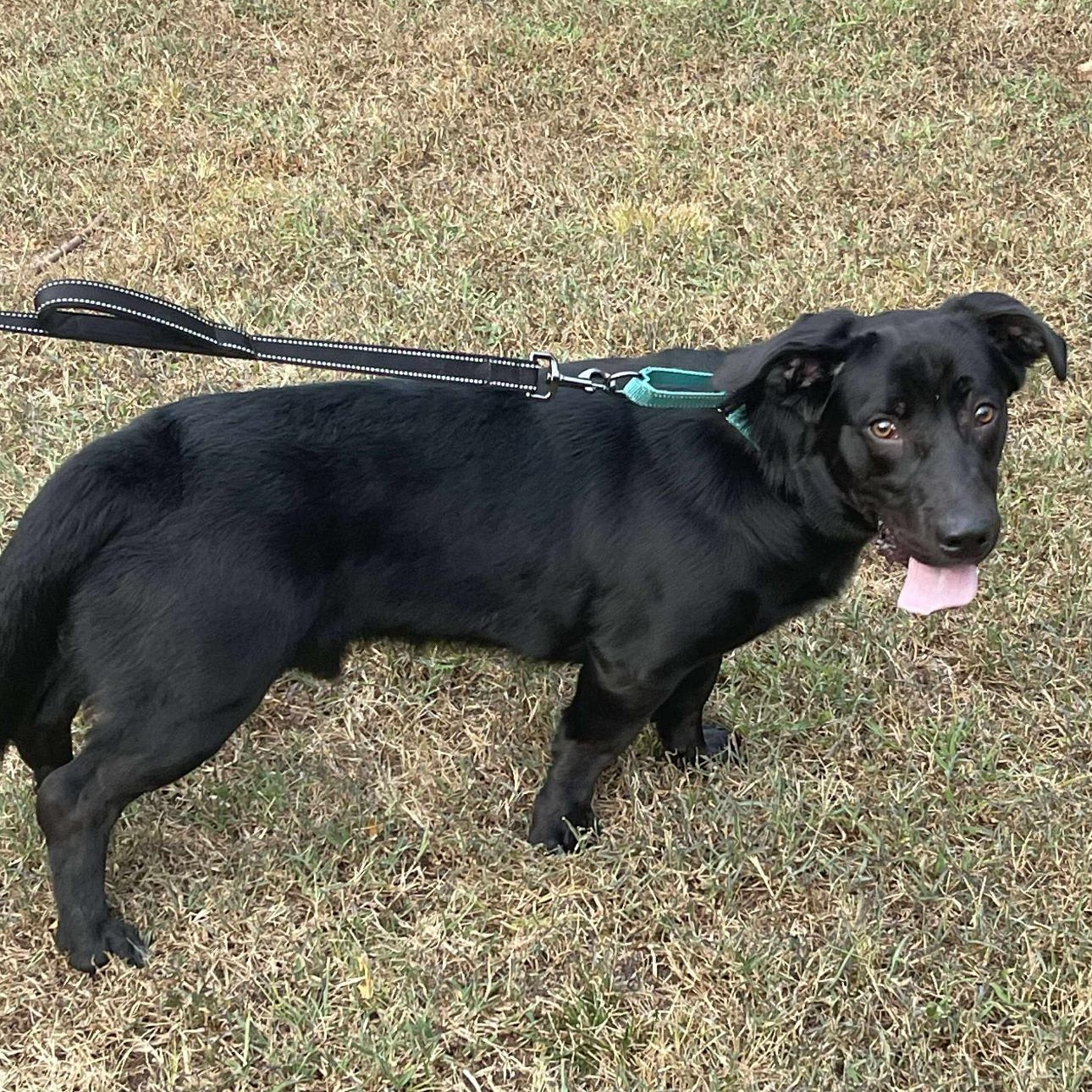 1685 Quill, Adoptable, Young Male Basset Hound & Black Labrador Retriever.