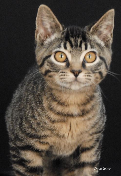 Doodle Bug, Adoptable, Kitten Female Tabby & Domestic Short Hair.