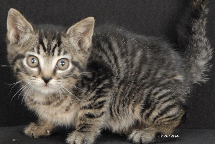 Enlarge Doodle Bug, a Adoptable mixed breed in Newland, NC image 2/2