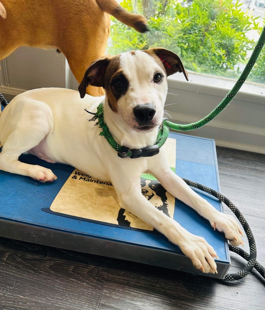 Bruno, Adoptable, Young Male Mixed Breed.