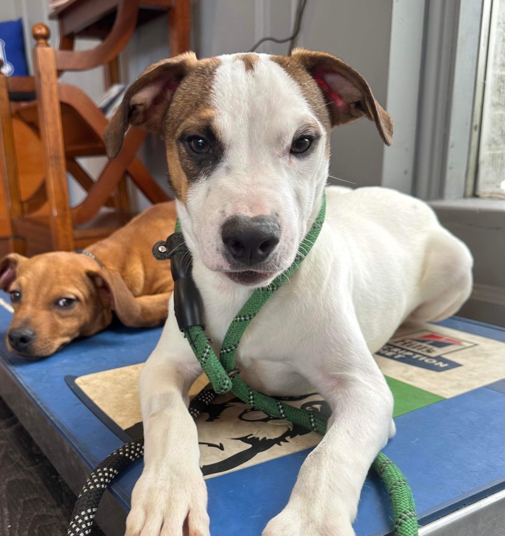 Bruno, a Adoptable mixed breed in Hopkinsville, KY image 2/2