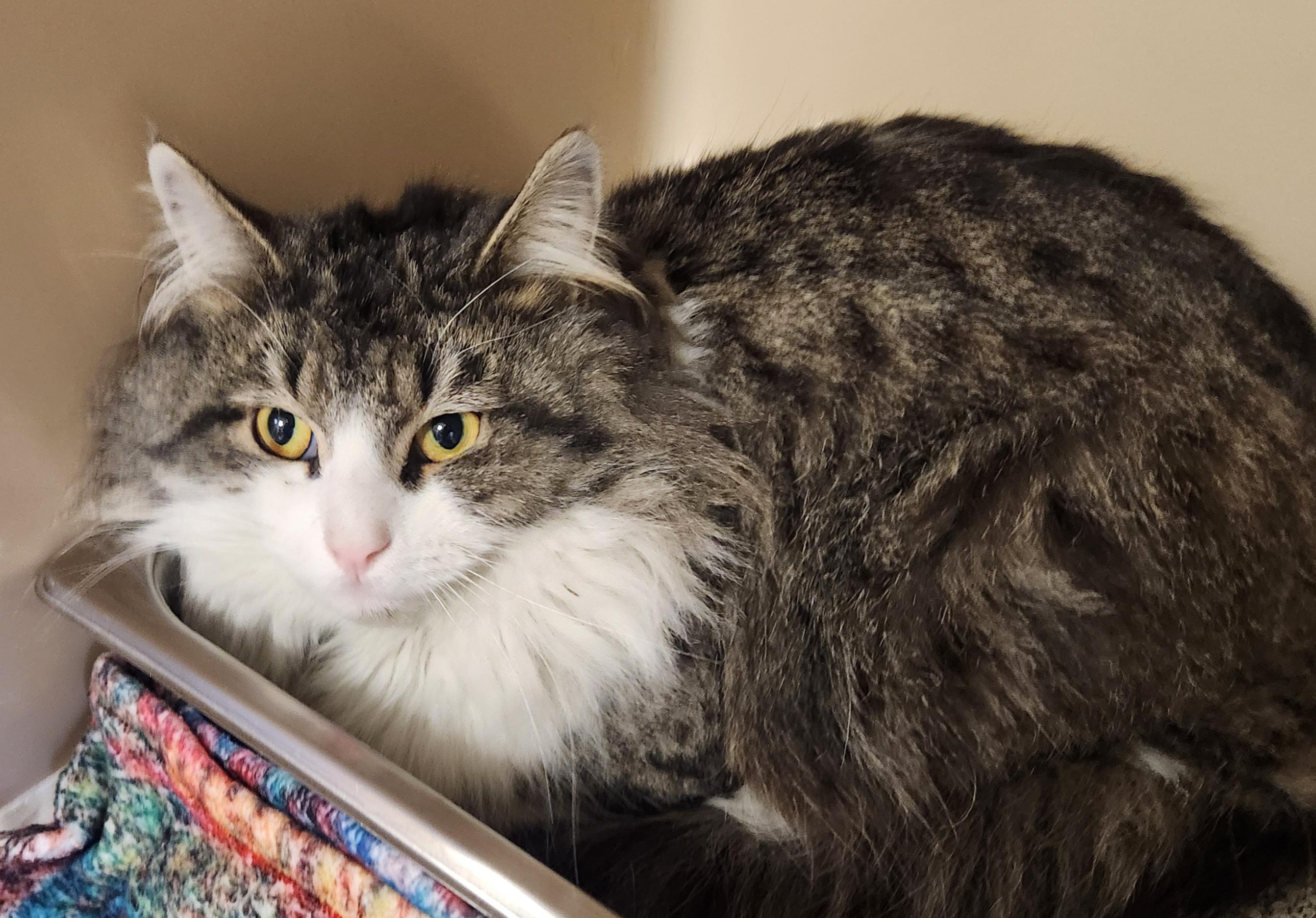 Enlarge Theseus , a ADOPTABLE mixed breed in Clayton, NJ image 3/3