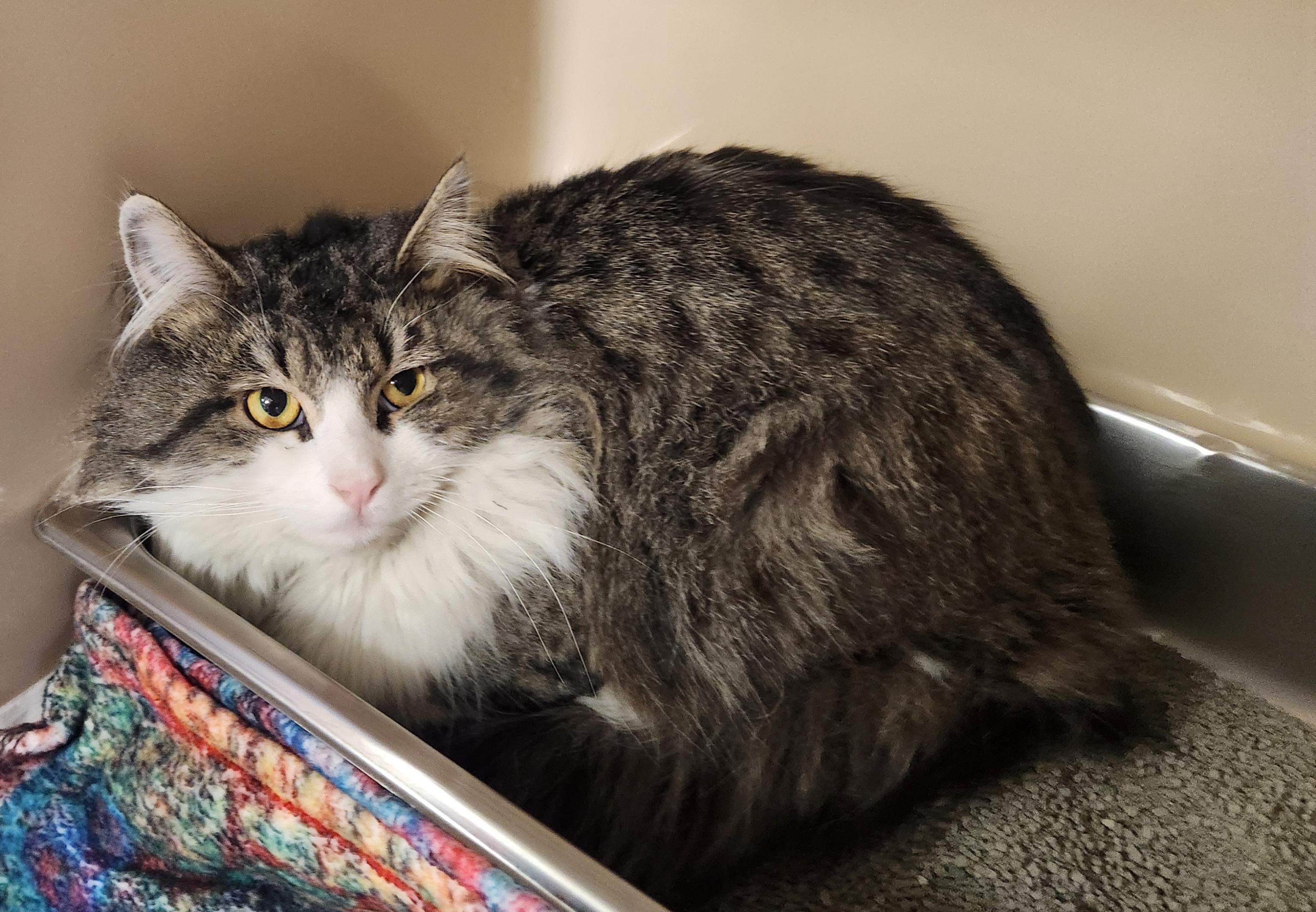 Enlarge Theseus , a ADOPTABLE mixed breed in Clayton, NJ image 2/3