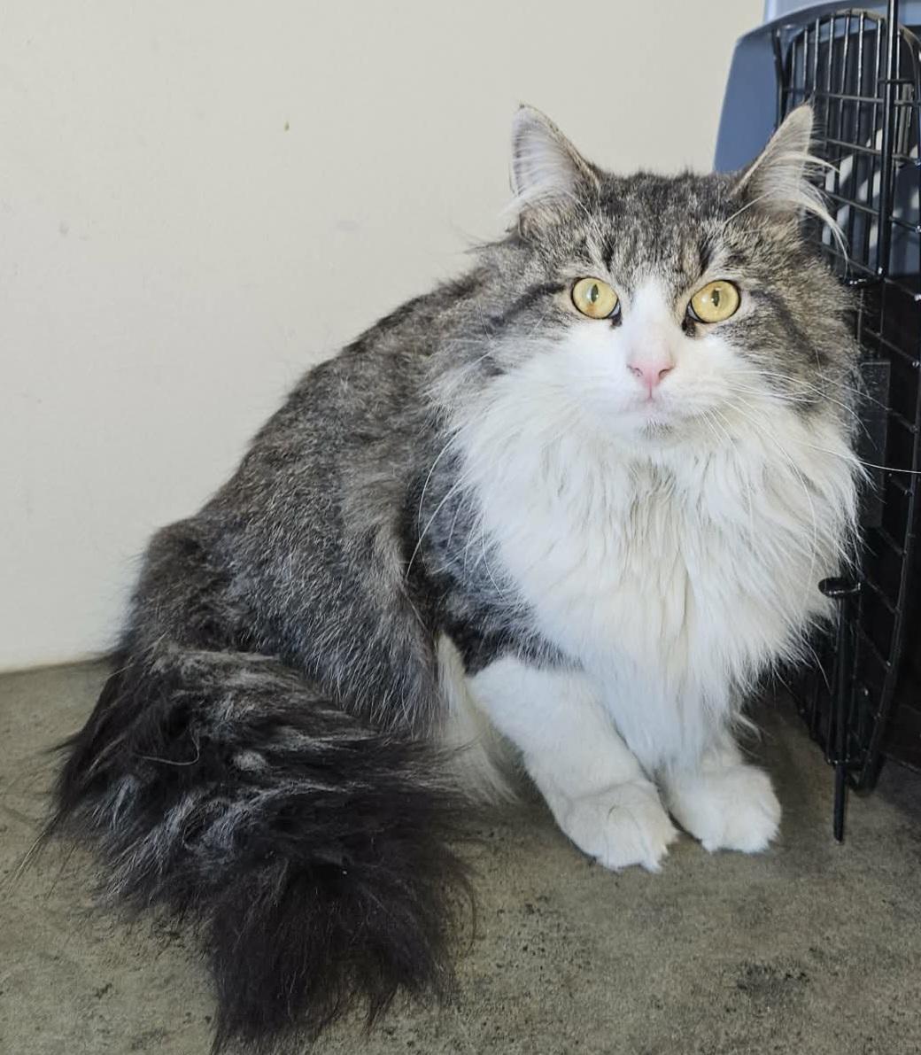 Enlarge Theseus , a ADOPTABLE mixed breed in Clayton, NJ image 1/3