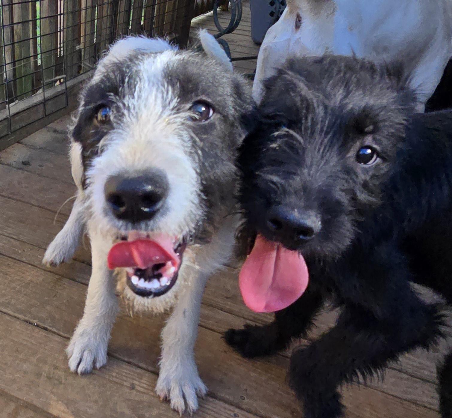 Sweetie, an adoptable Goldendoodle, Miniature Schnauzer in Athens, AL, 35611 | Photo Image 1