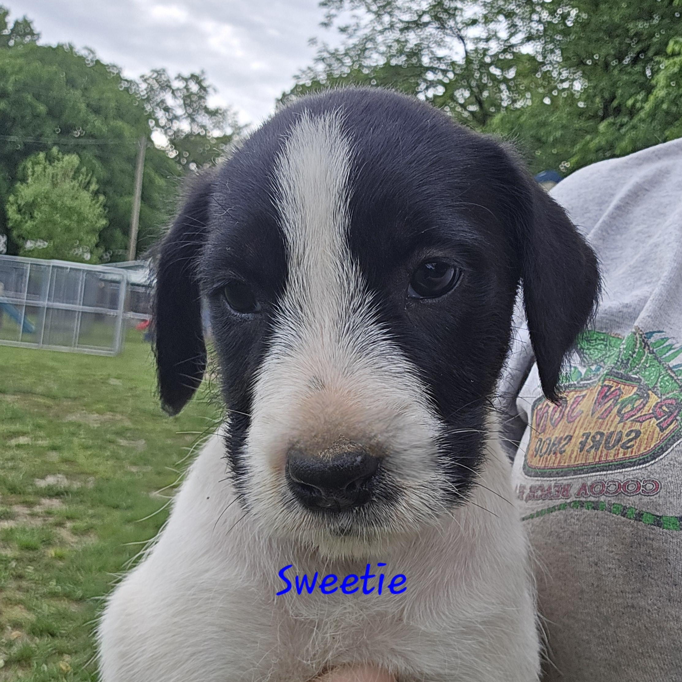 Sweetie, an adoptable Goldendoodle, Miniature Schnauzer in Athens, AL, 35611 | Photo Image 4