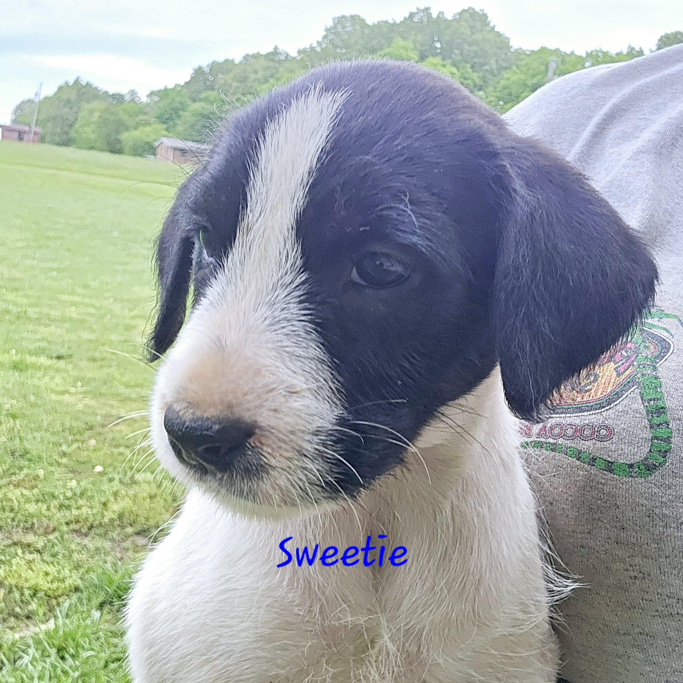 Sweetie, an adoptable Goldendoodle, Miniature Schnauzer in Athens, AL, 35611 | Photo Image 3