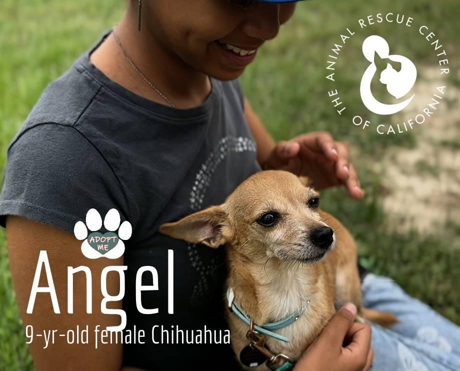 Angel (Bonded with Cleo) 4