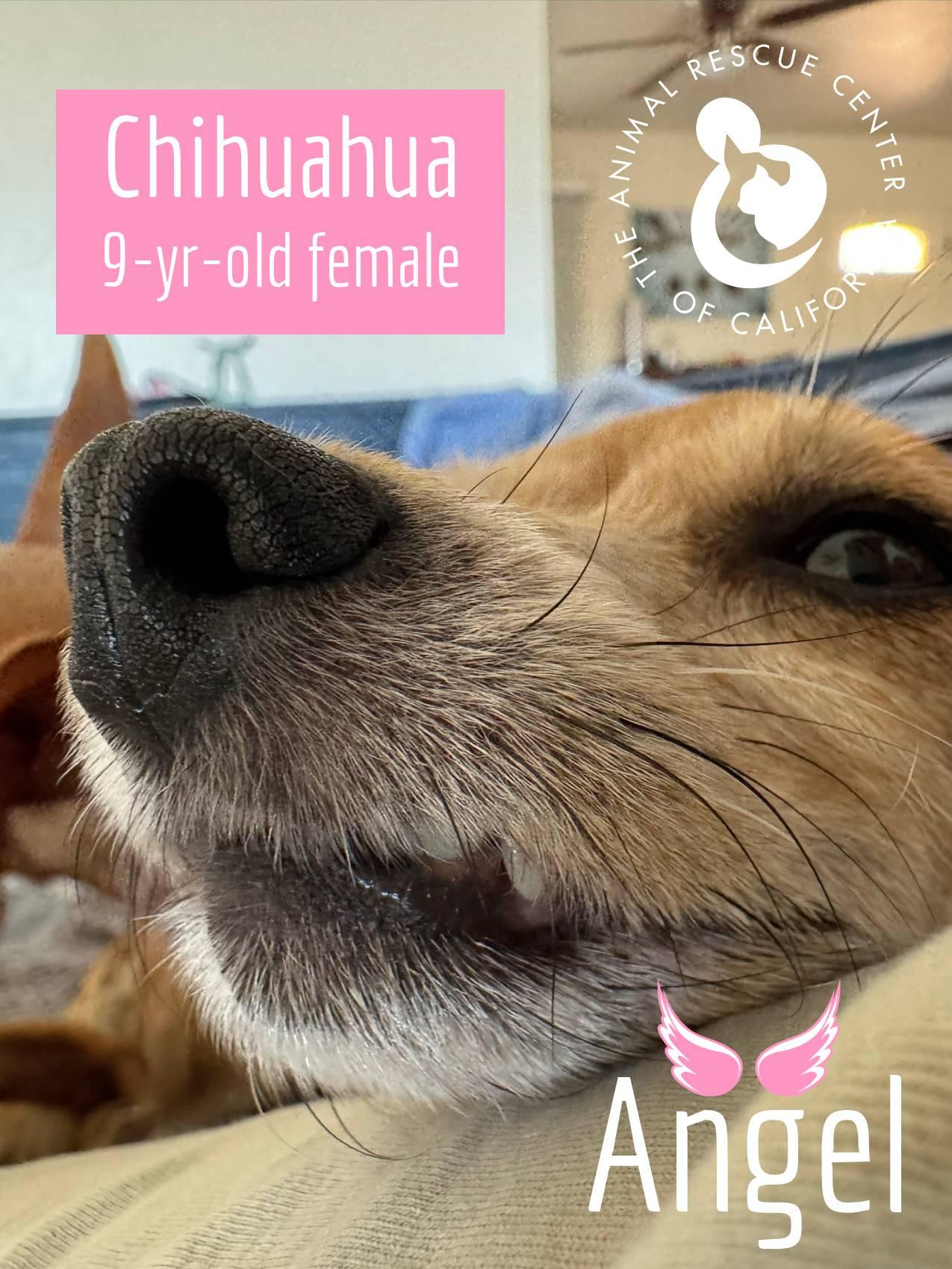 Angel (Bonded with Cleo) 6