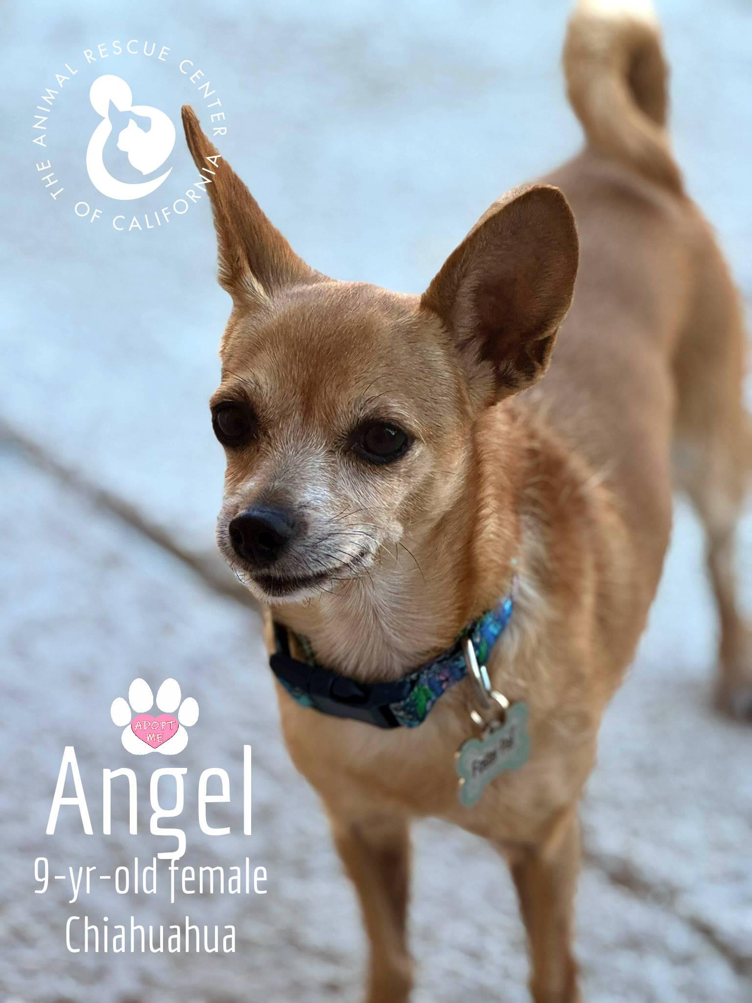 Angel (Bonded with Cleo) 5