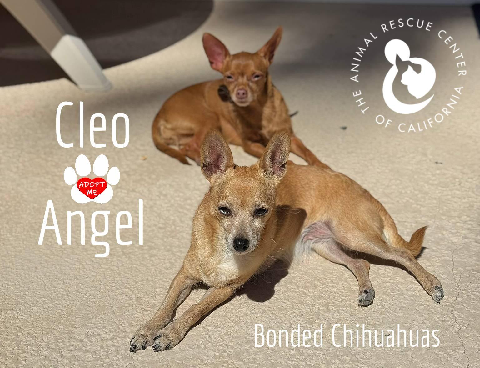 Angel (Bonded with Cleo) 2