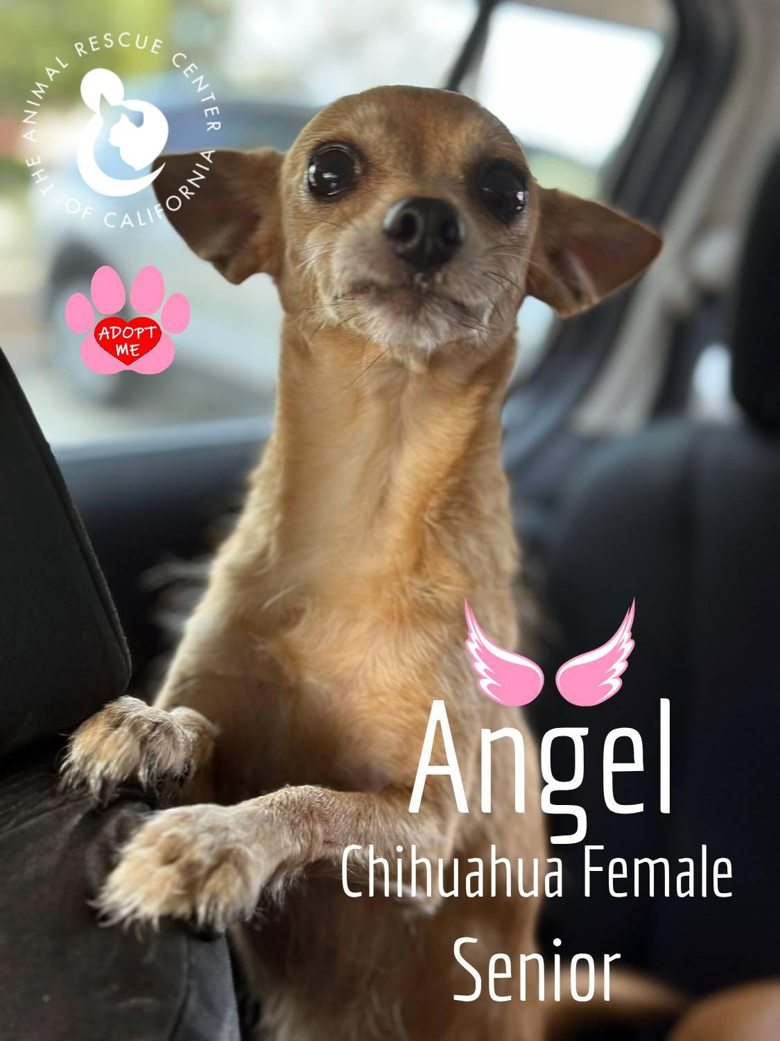 Angel (Bonded with Cleo) 1