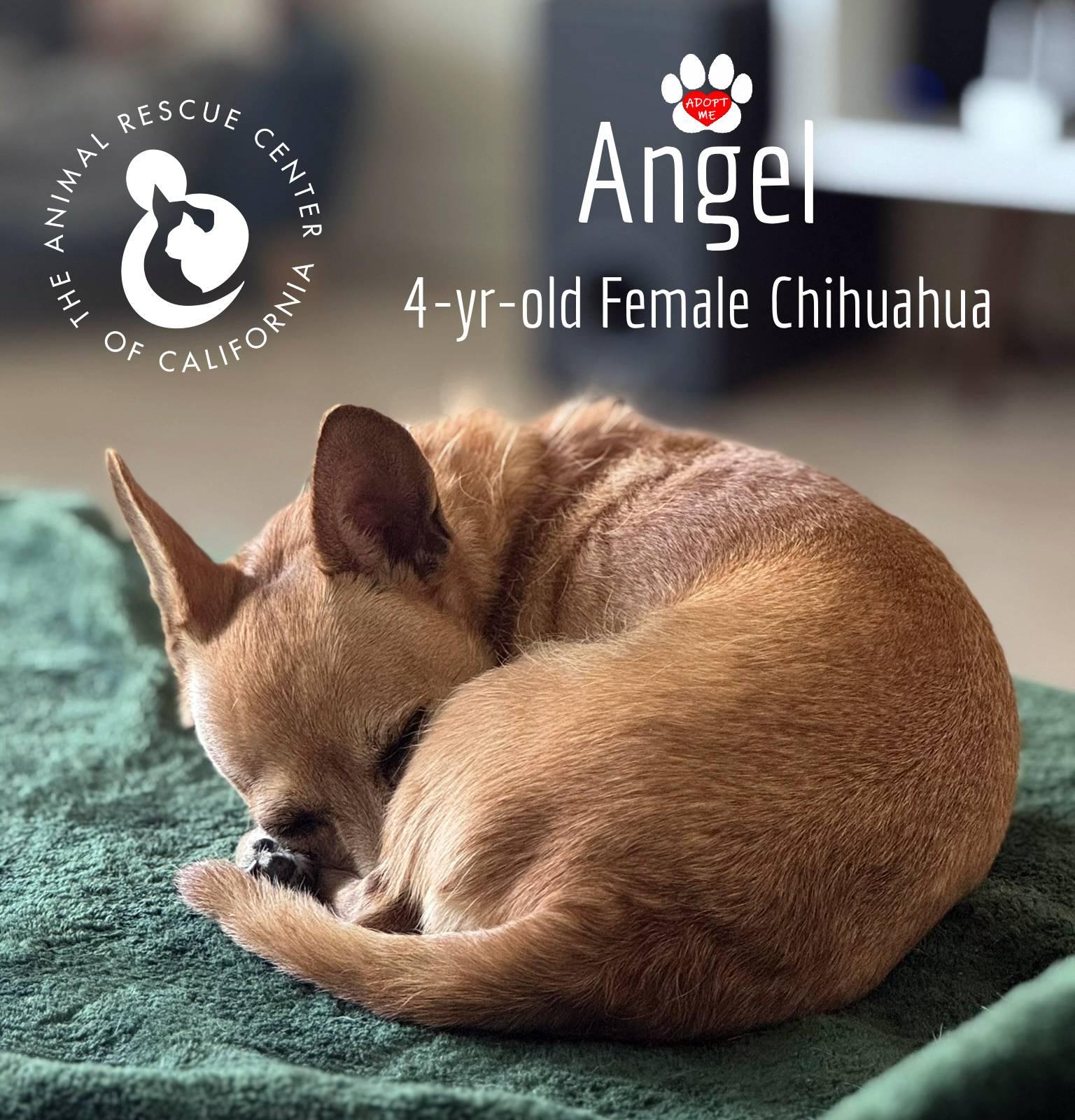 Angel (Bonded with Cleo) 3