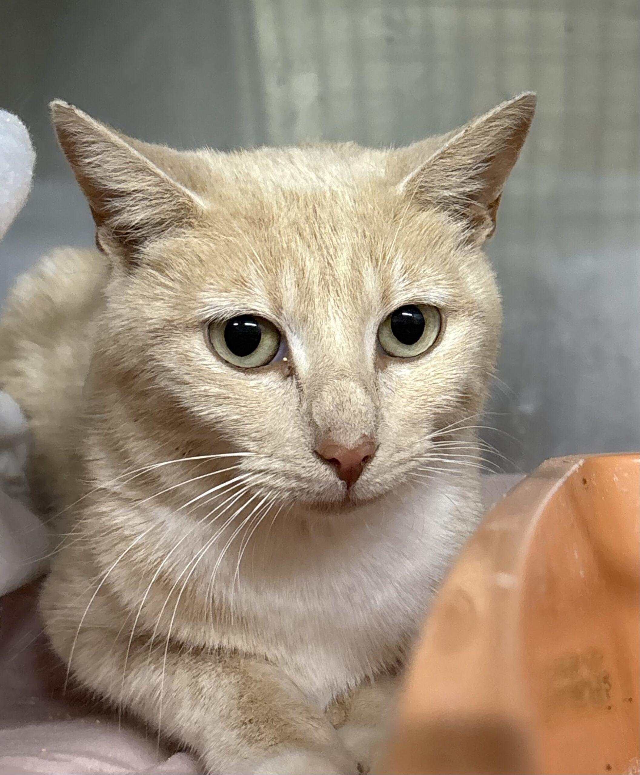 Bindi, Adoptable, Young Female Domestic Short Hair.