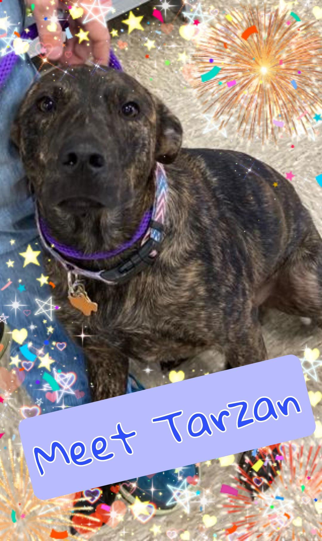 tarzan, Adoptable, Adult Male Shepherd & Labrador Retriever.