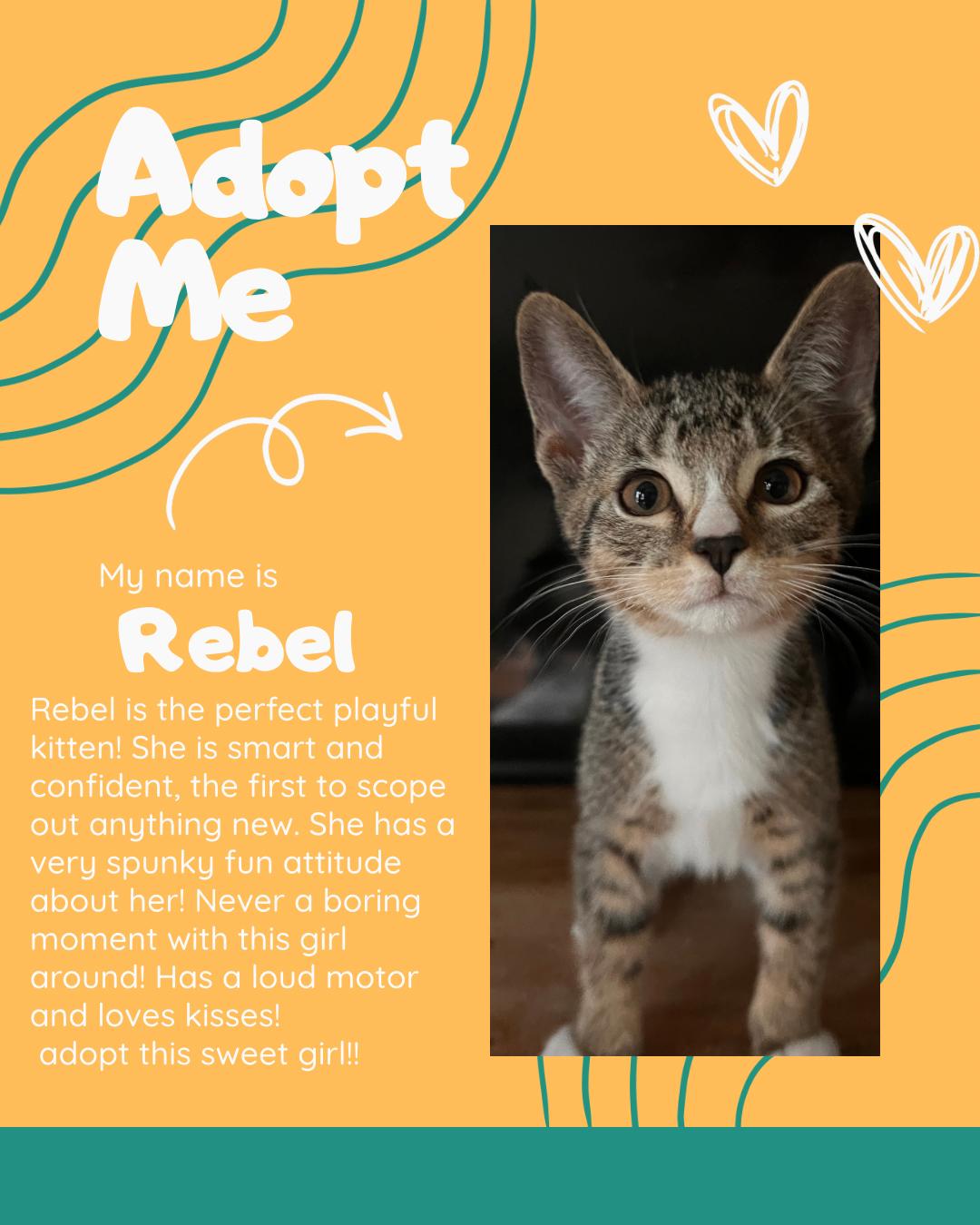 Enlarge Rebel, a Adoptable Domestic Short Hair in Newberg, OR image 1/1
