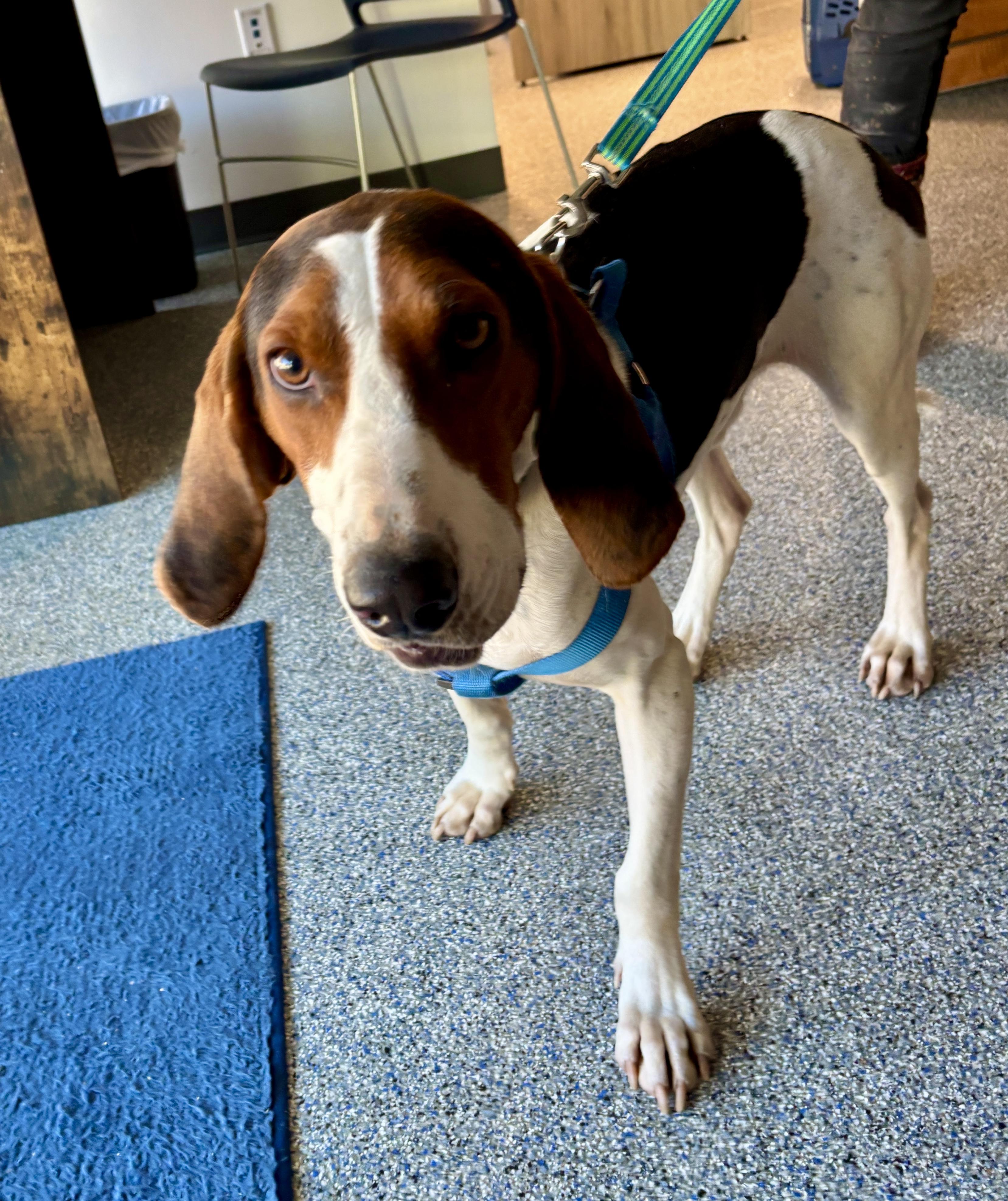 Bo, Adoptable, Young Male Treeing Walker Coonhound.