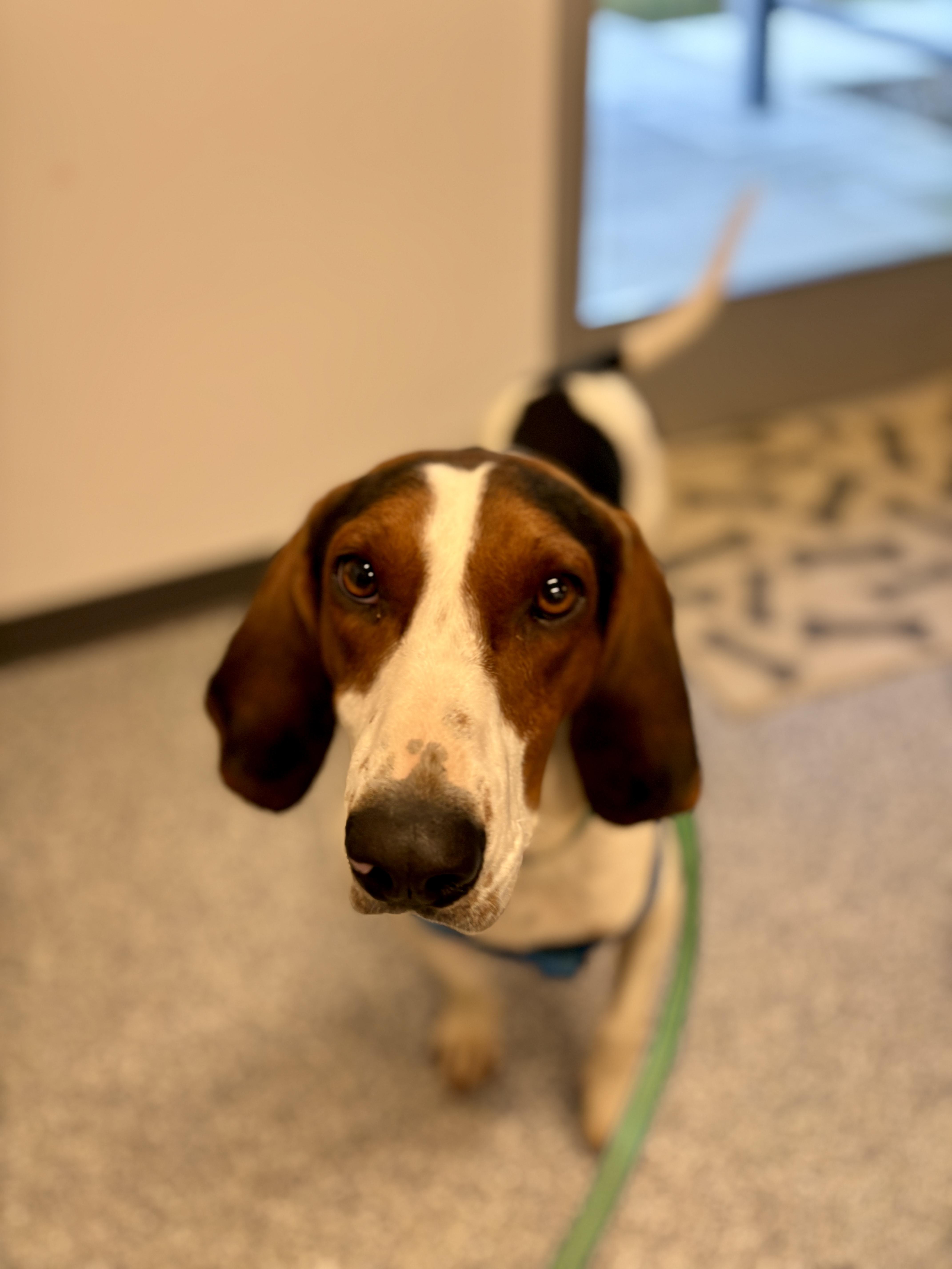 Enlarge Bo, an adopted mixed breed in Sylva, NC image 2/6