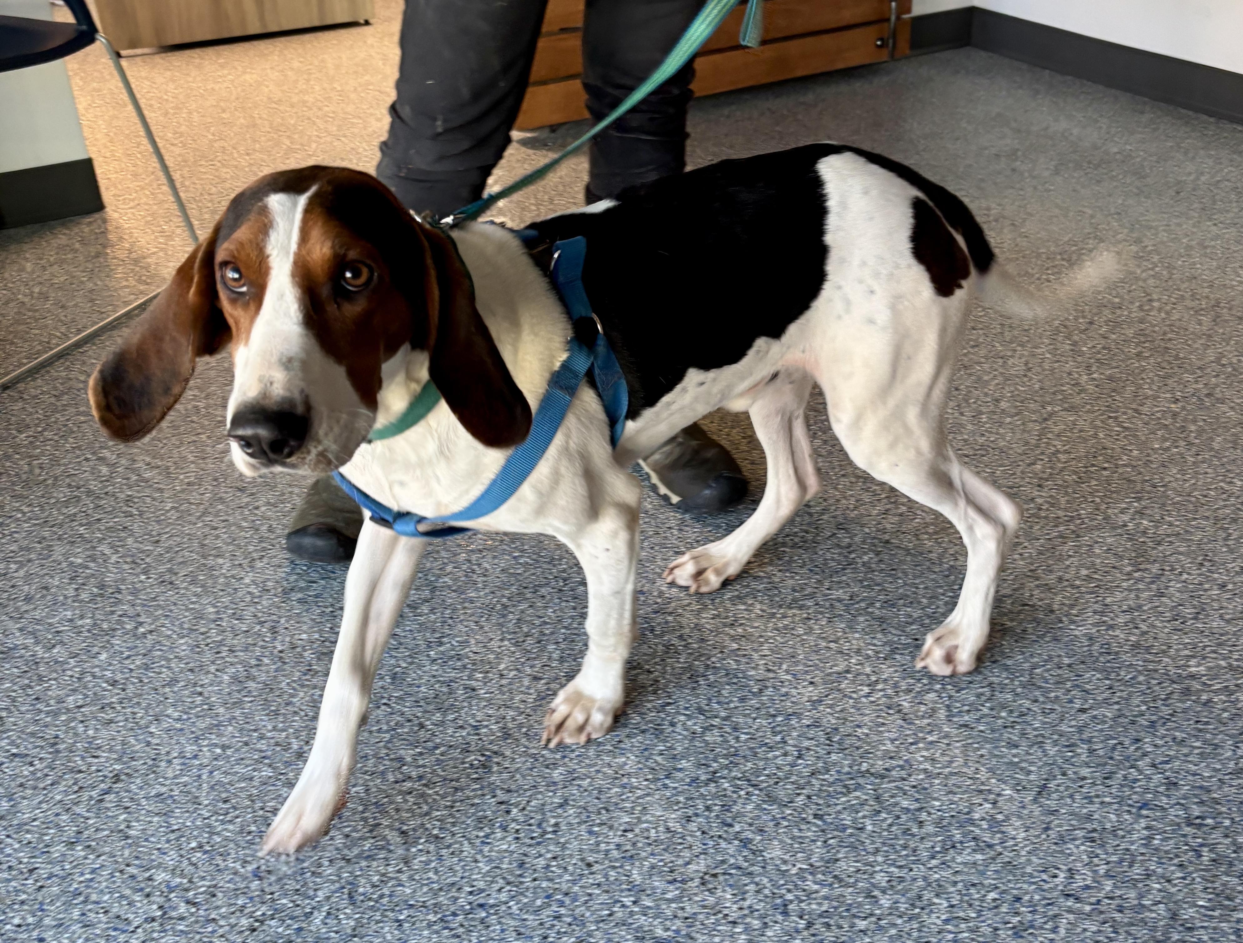 Enlarge Bo, an adopted mixed breed in Sylva, NC image 3/6