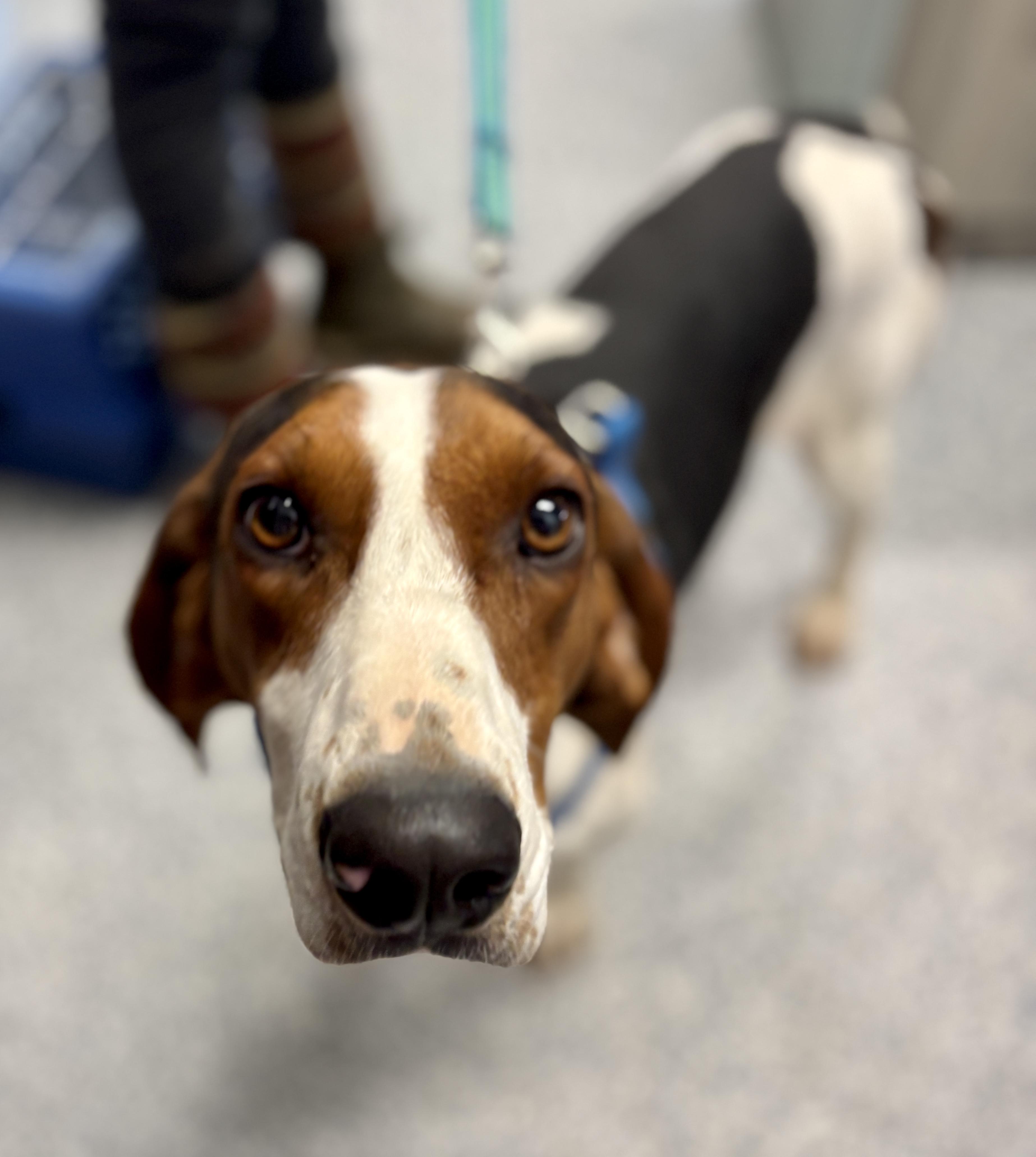 Enlarge Bo, an adopted mixed breed in Sylva, NC image 4/6