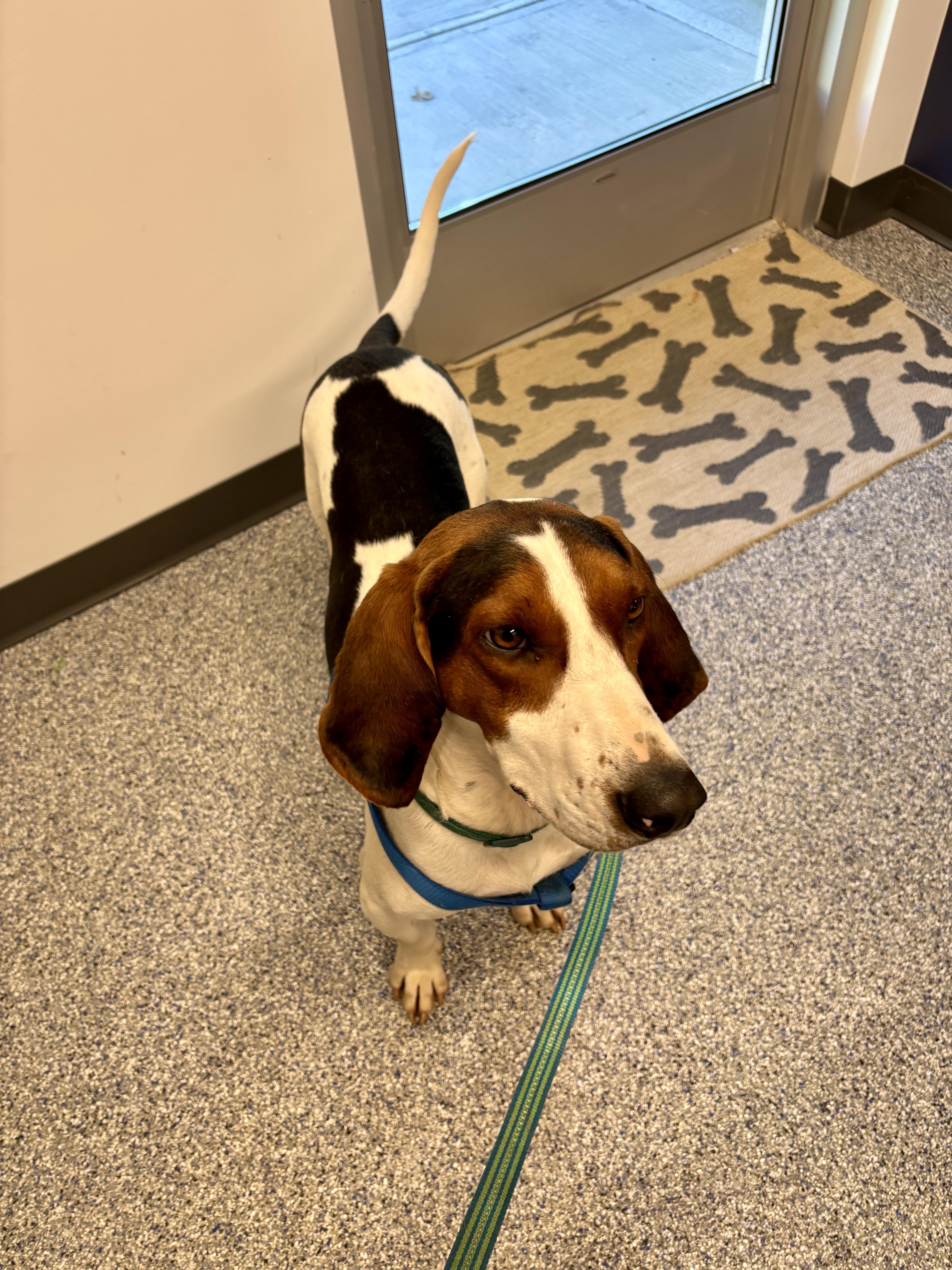 Enlarge Bo, an adopted mixed breed in Sylva, NC image 5/6