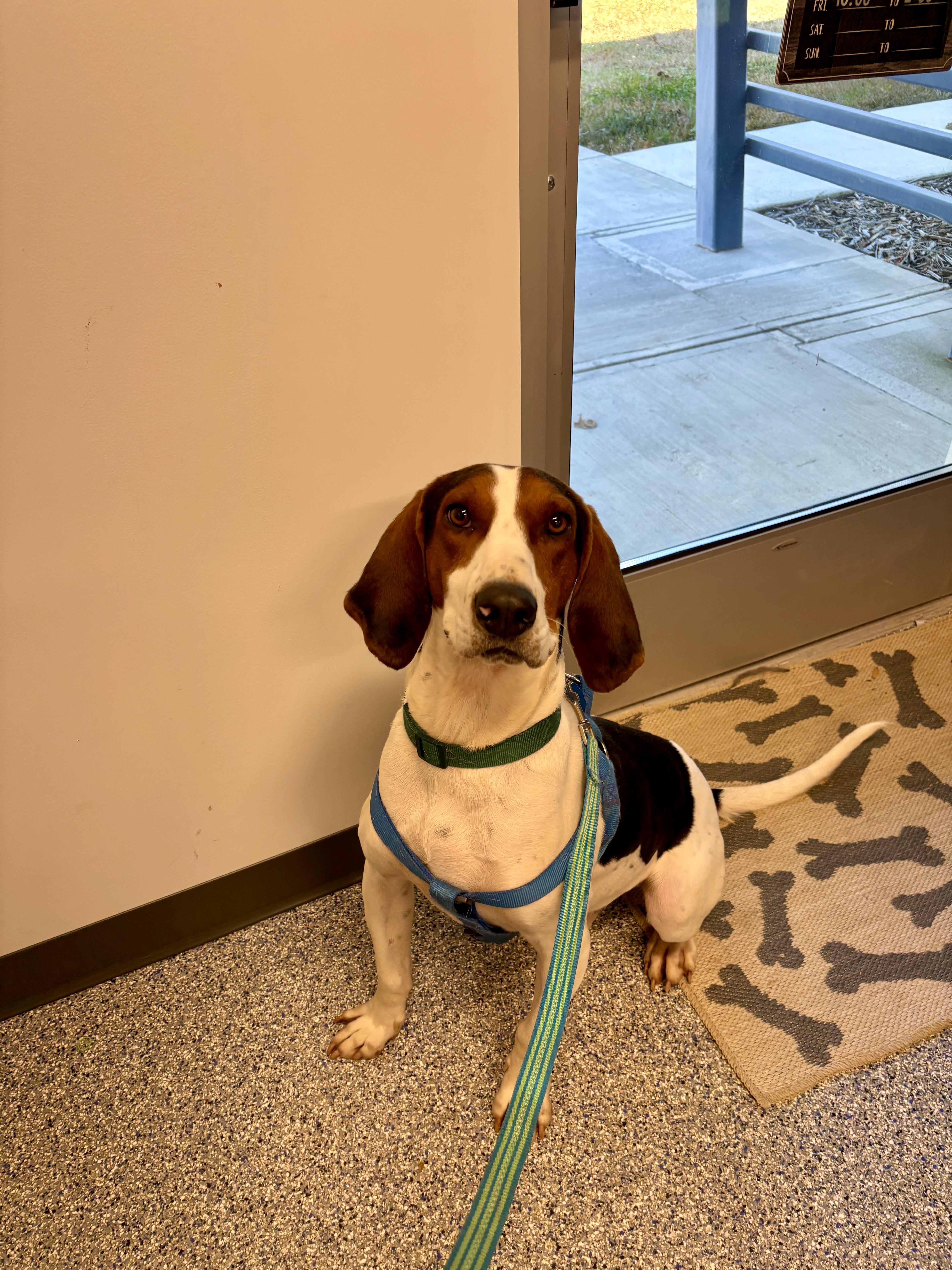 Enlarge Bo, an adopted mixed breed in Sylva, NC image 6/6