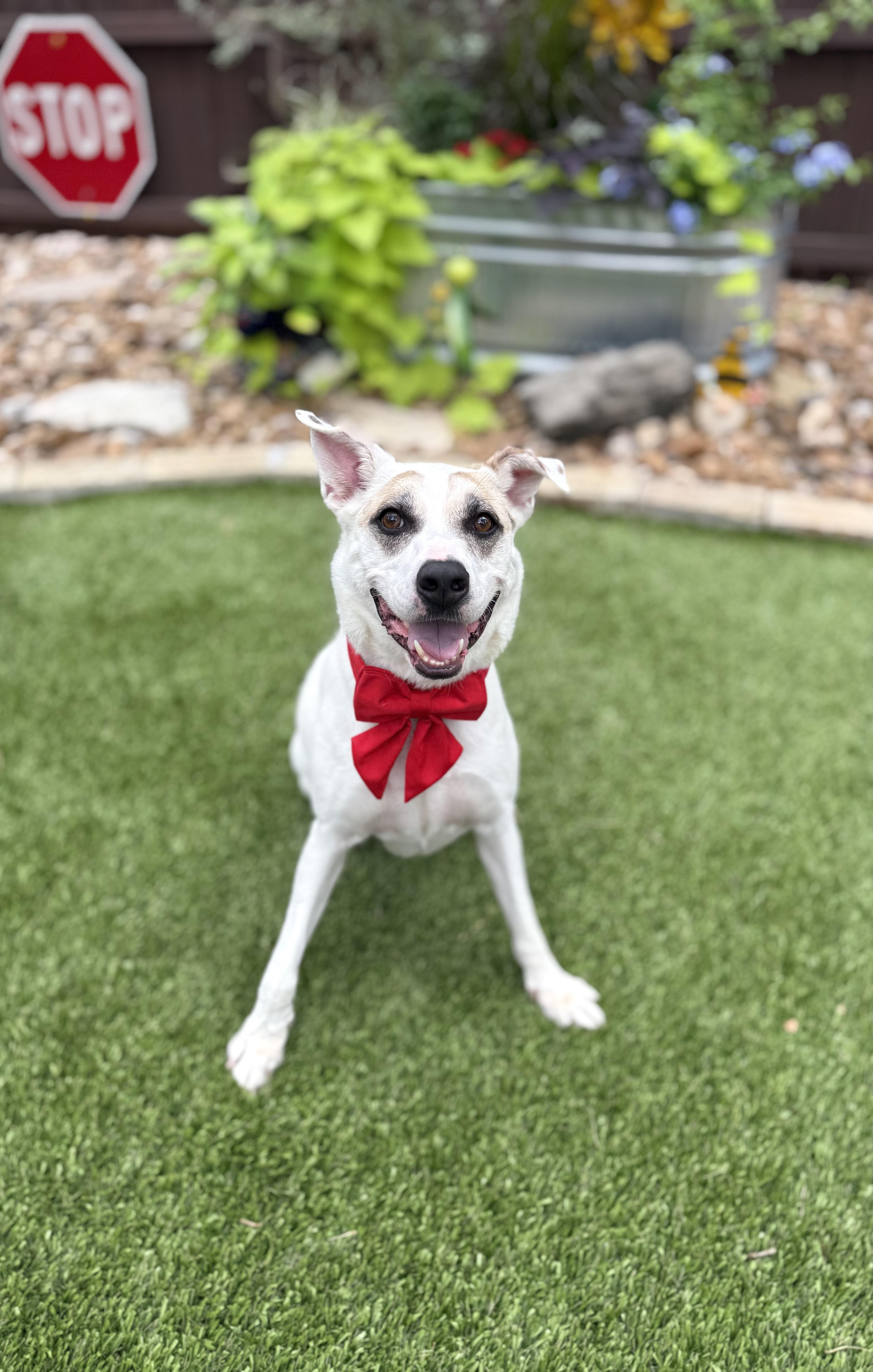 Enlarge Jake, a Adoptable mixed breed in Billings, MT image 4/6