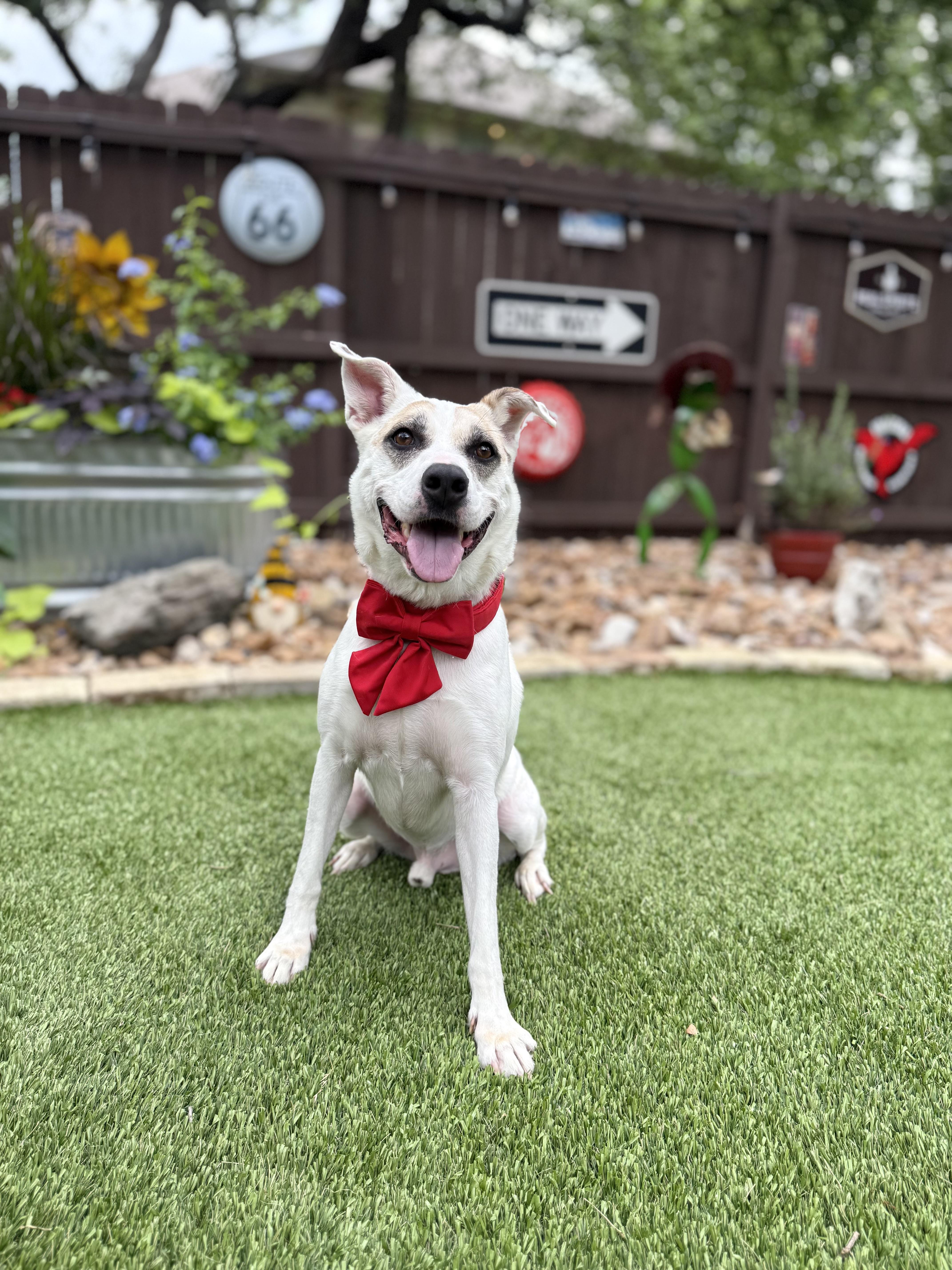 Enlarge Jake, a Adoptable mixed breed in Billings, MT image 5/6
