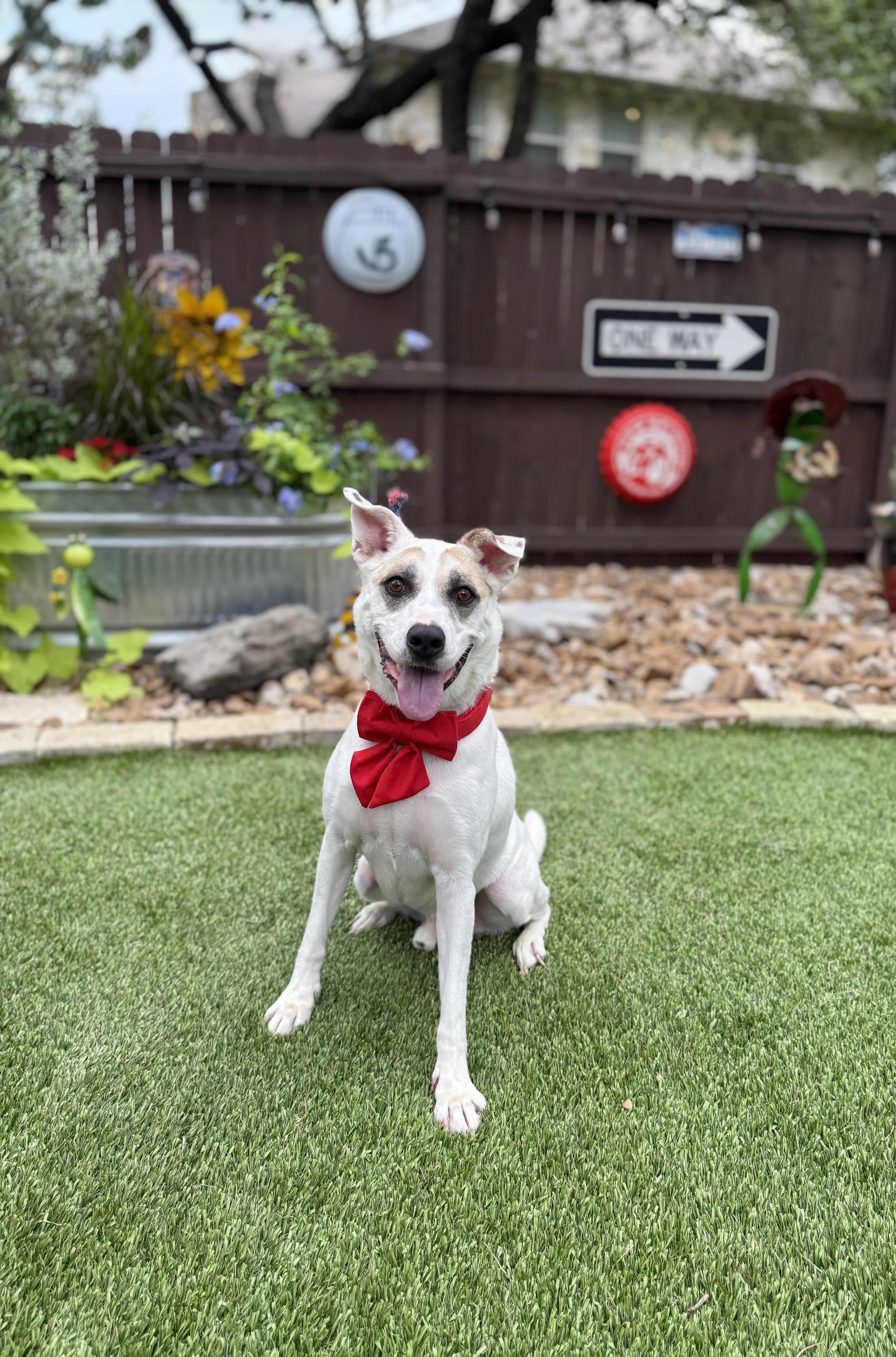 Enlarge Jake, a Adoptable mixed breed in Billings, MT image 3/6