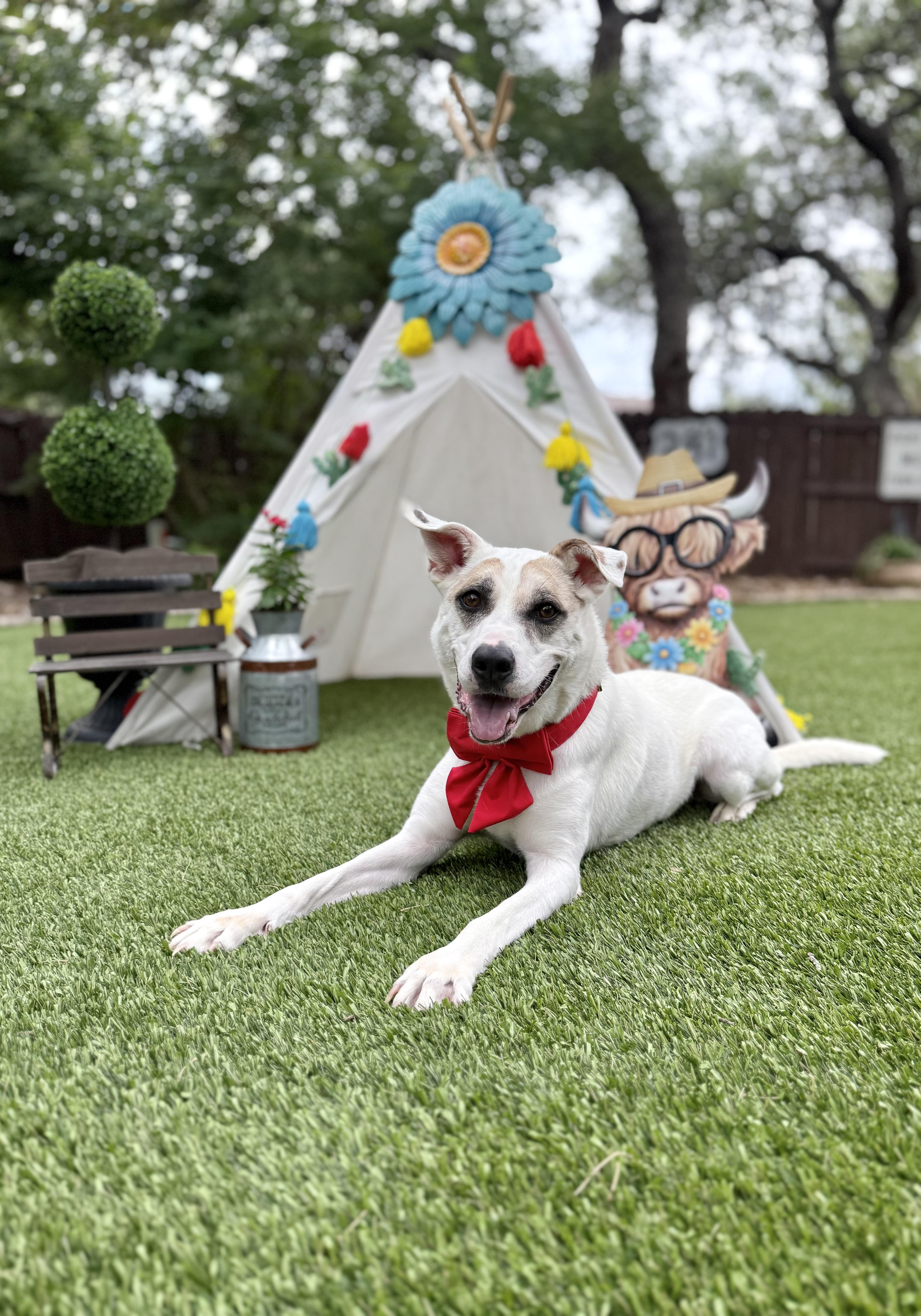 Enlarge Jake, a Adoptable mixed breed in Billings, MT image 2/6