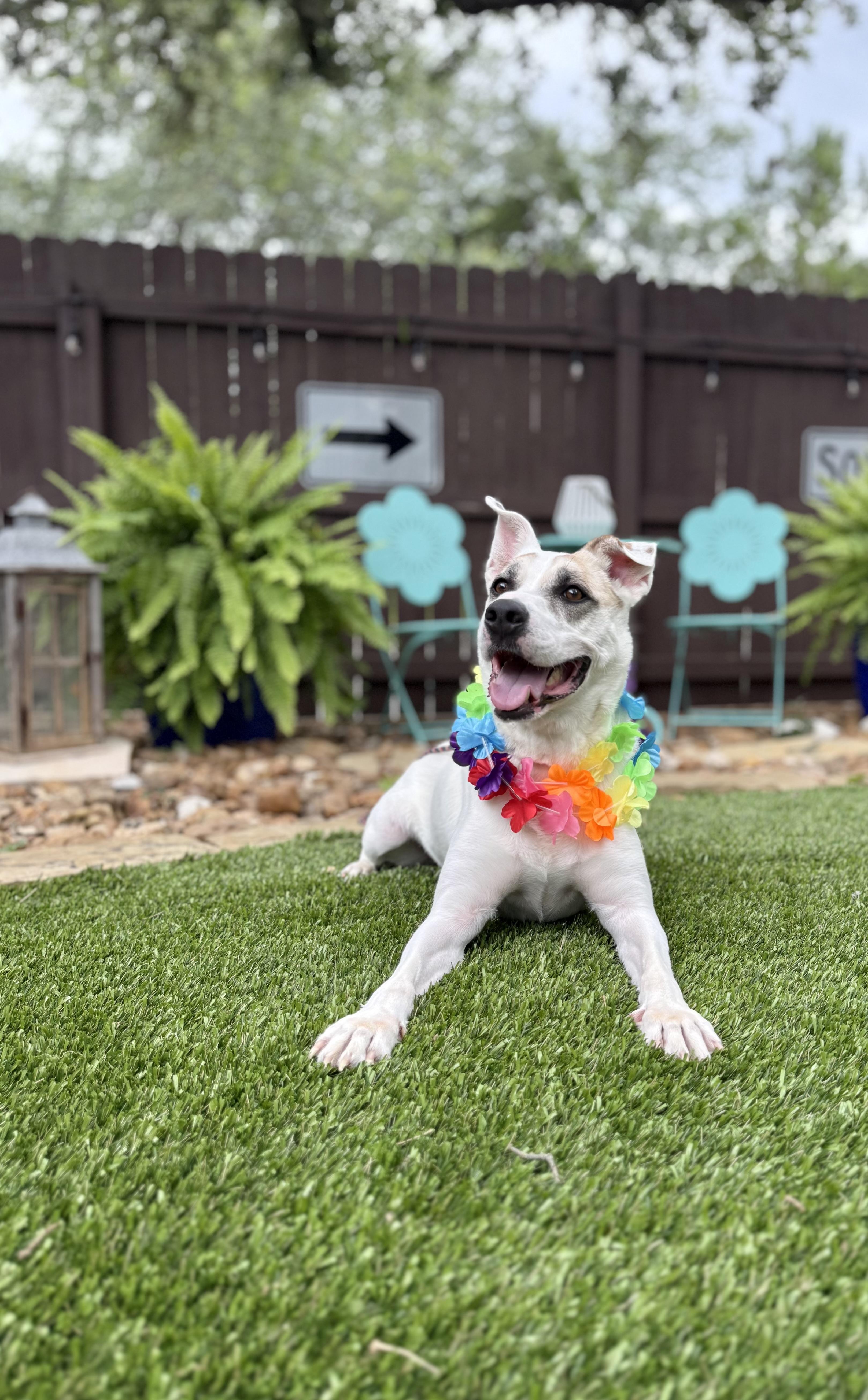 Enlarge Jake, a Adoptable mixed breed in Billings, MT image 6/6