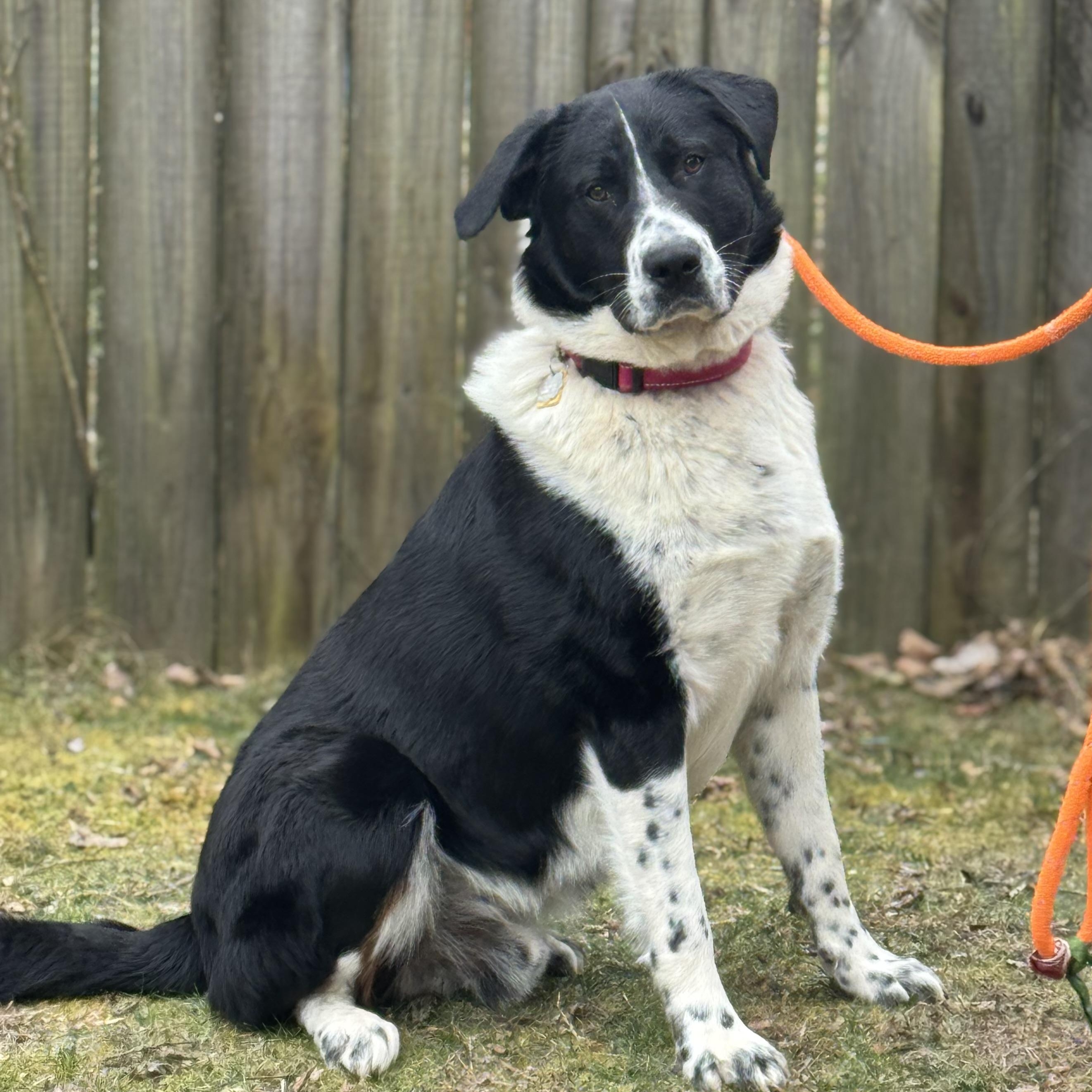Rex, adoptable, Adult Male Collie & Australian Shepherd.