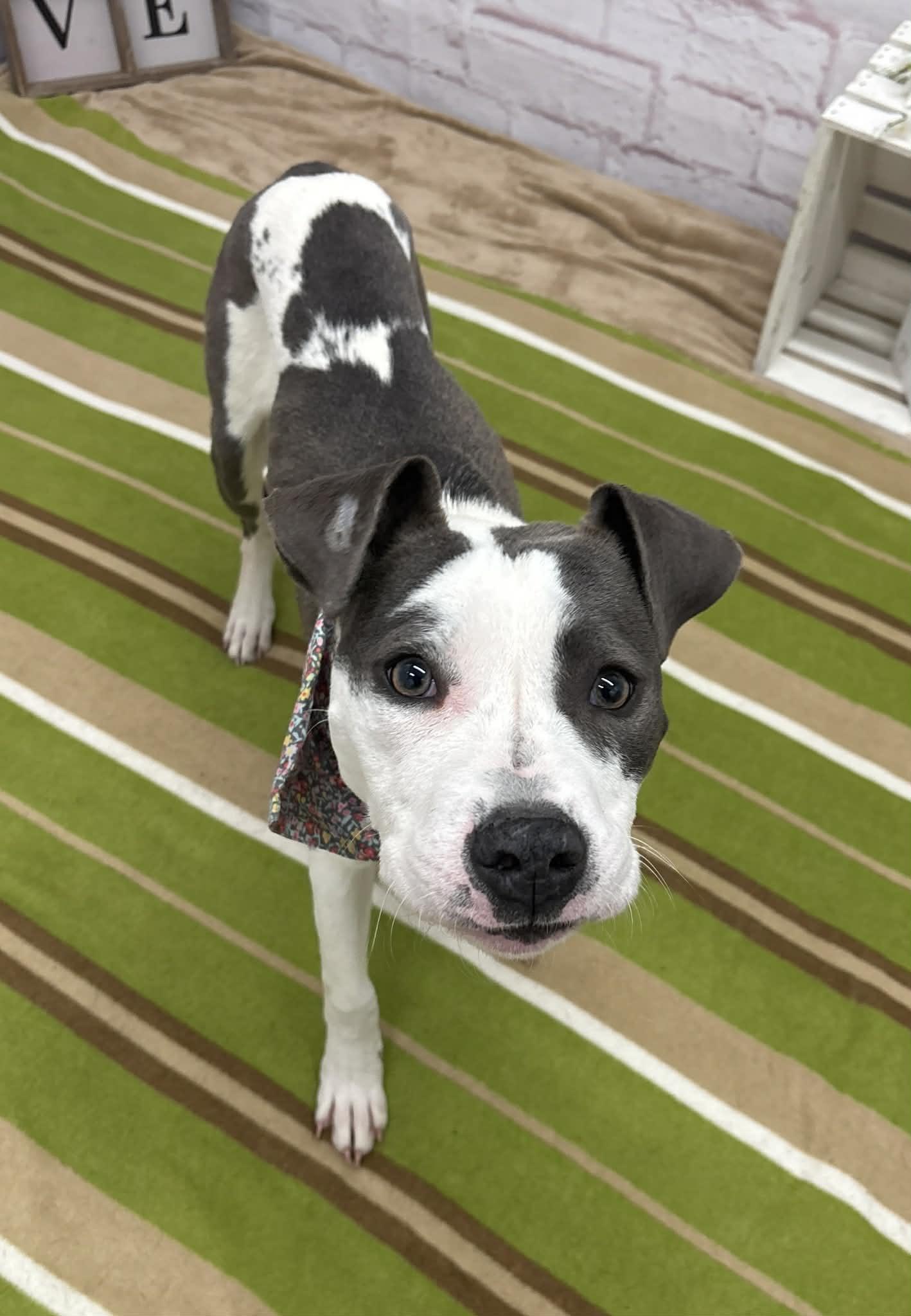 Enlarge Harmony, a Adoptable mixed breed in Oxford, MI image 5/6