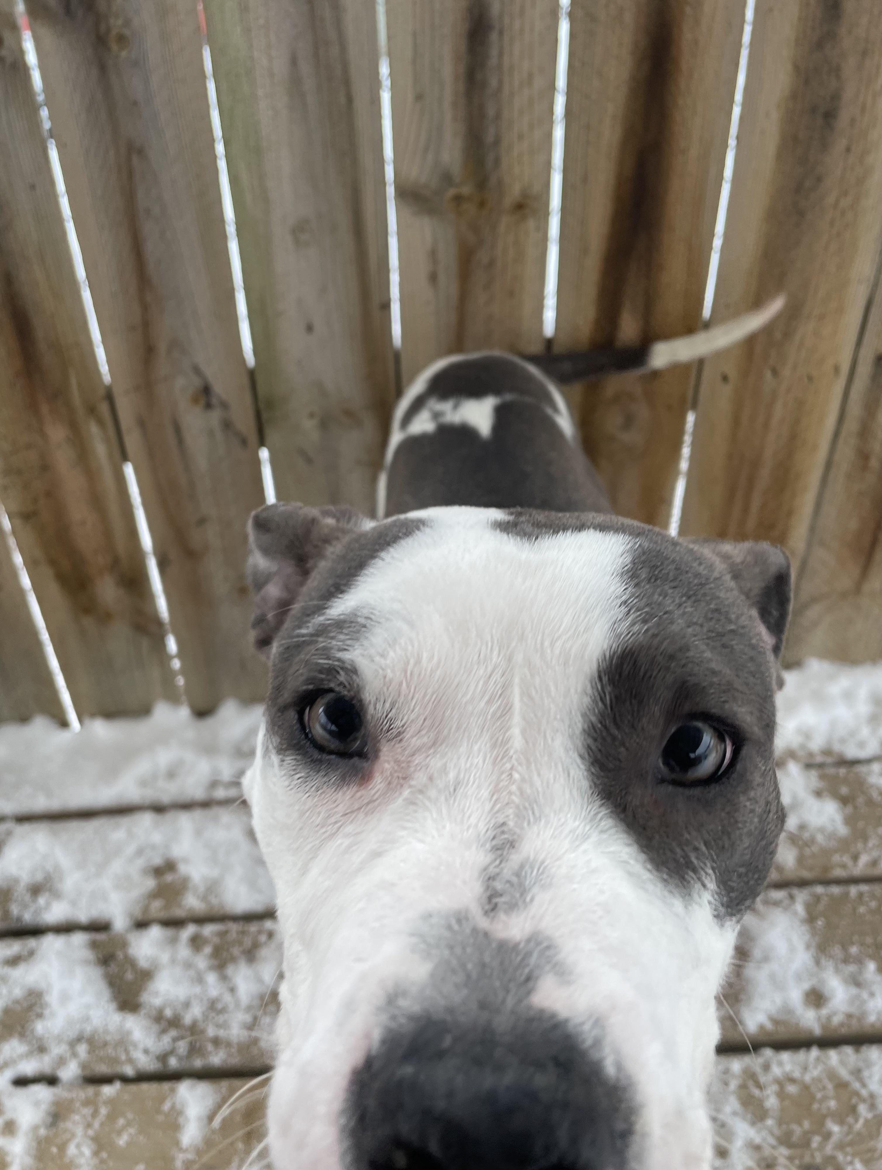 Enlarge Harmony, a Adoptable mixed breed in Oxford, MI image 3/6