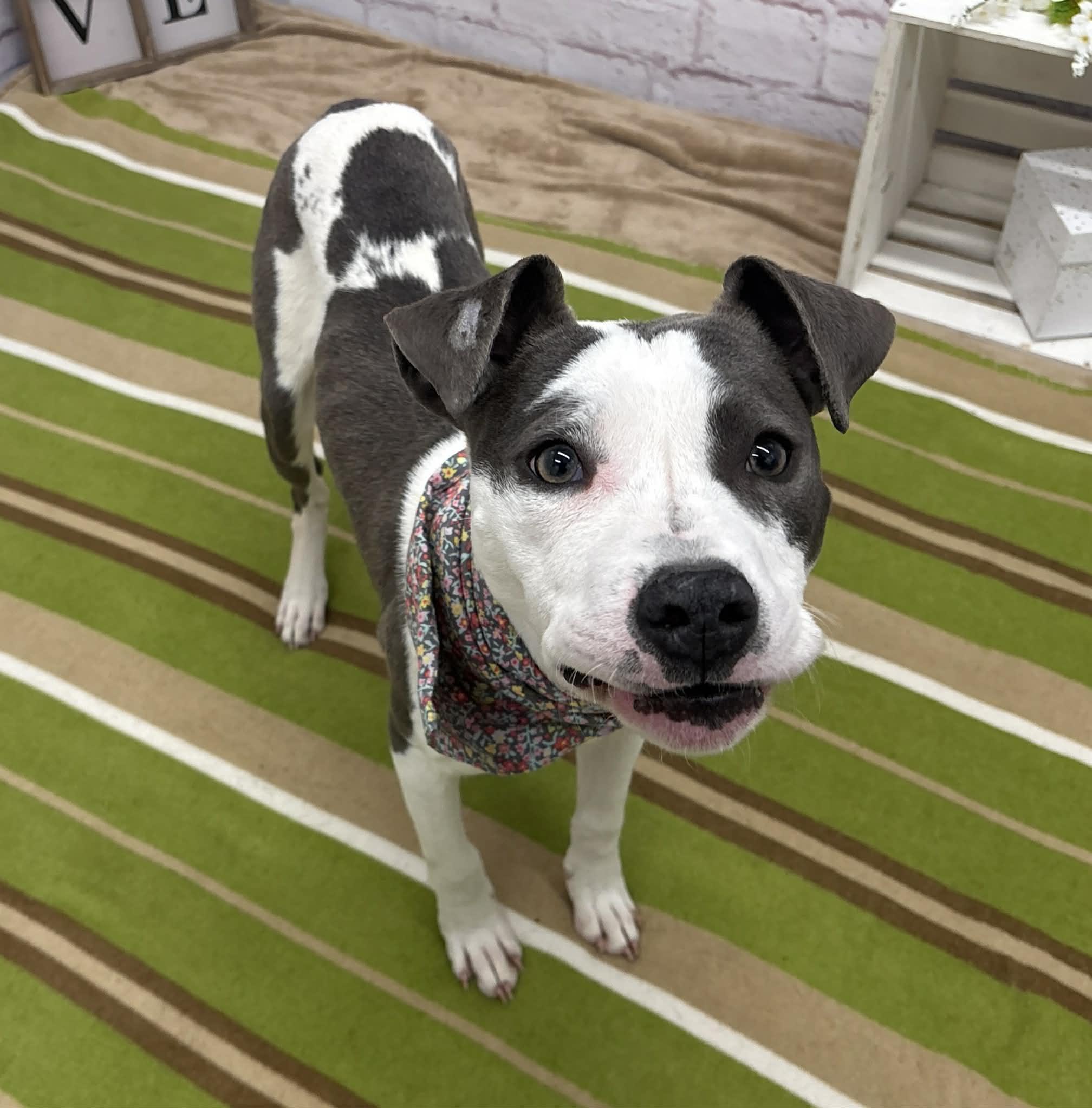 Enlarge Harmony, a Adoptable mixed breed in Oxford, MI image 6/6