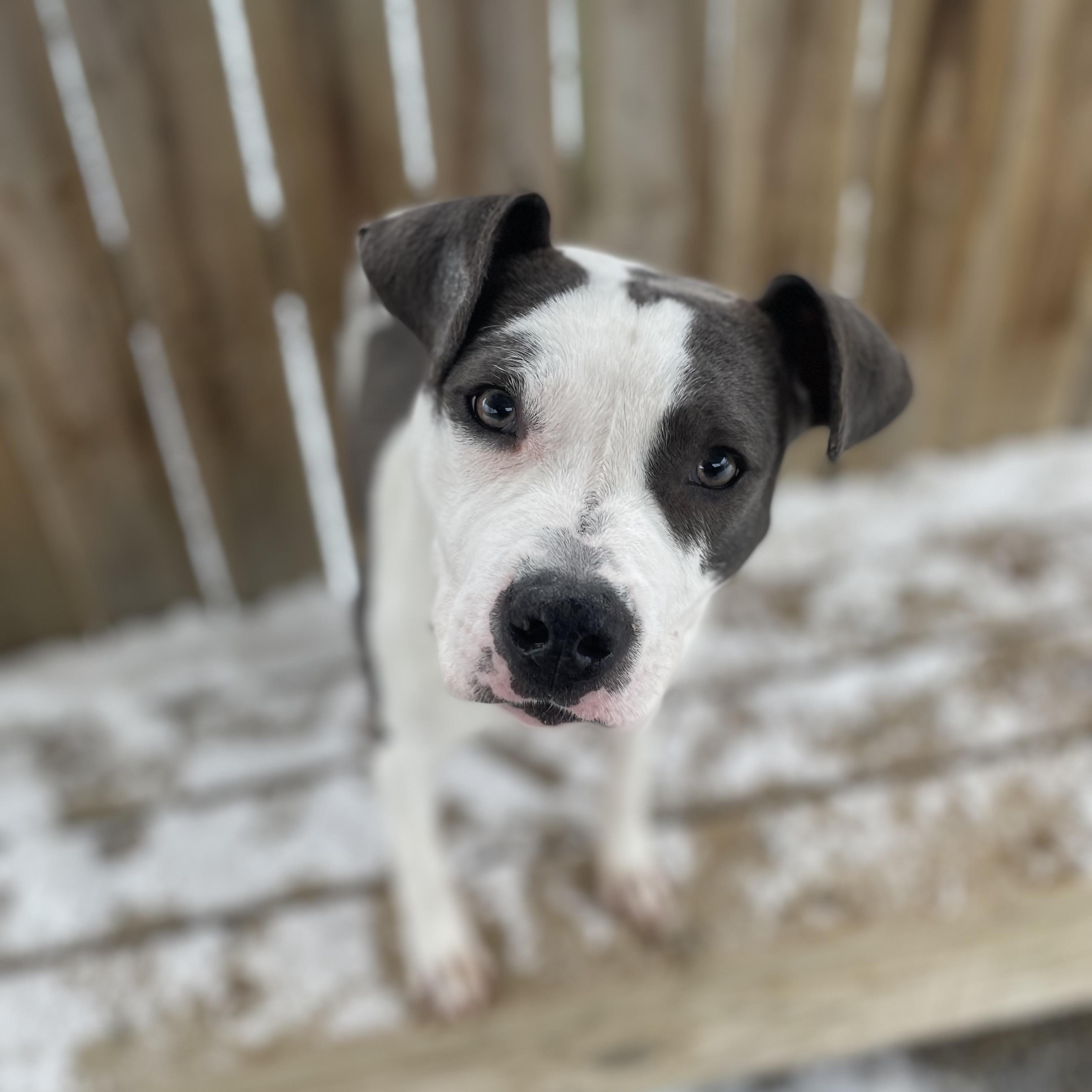 Harmony, Adoptable, Puppy Female Pit Bull Terrier & Mixed Breed.