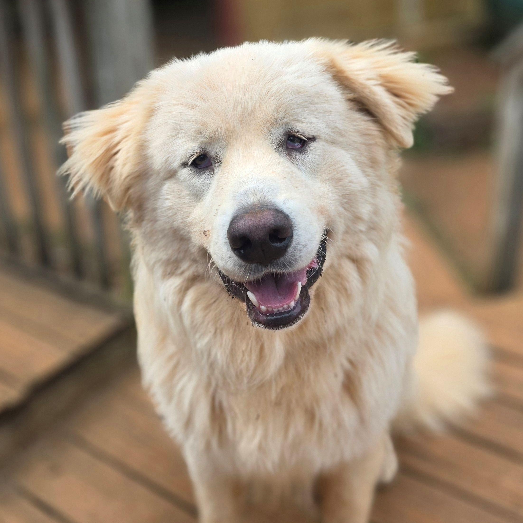 Enlarge Pip, a ADOPTABLE Great Pyrenees in Atlanta, GA image 3/5