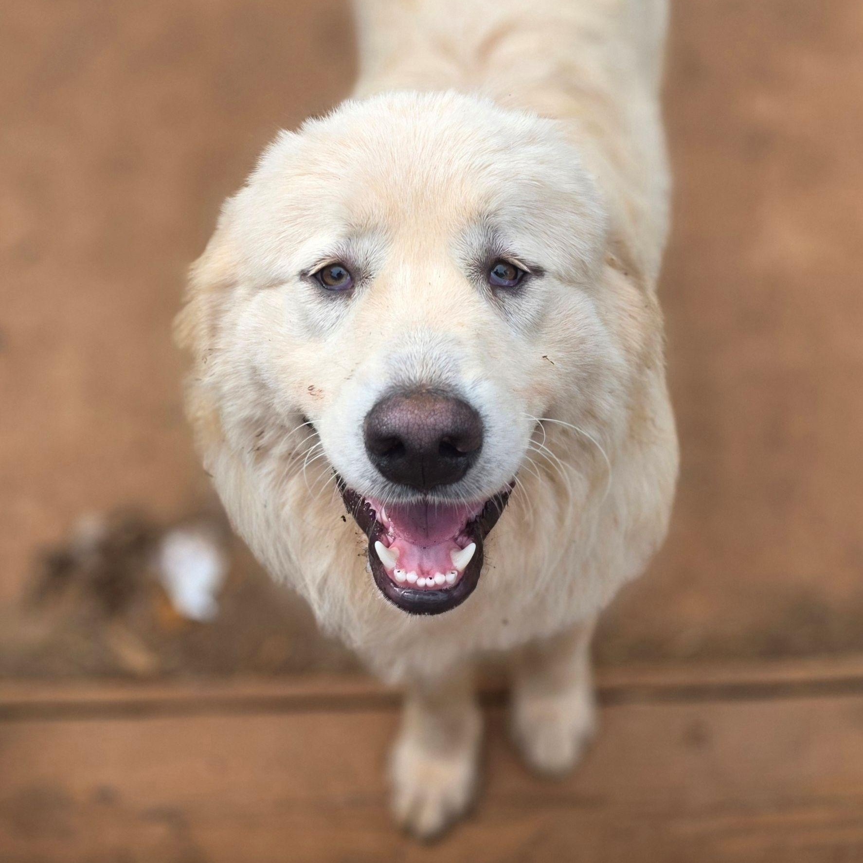 Enlarge Pip, a ADOPTABLE Great Pyrenees in Atlanta, GA image 5/5