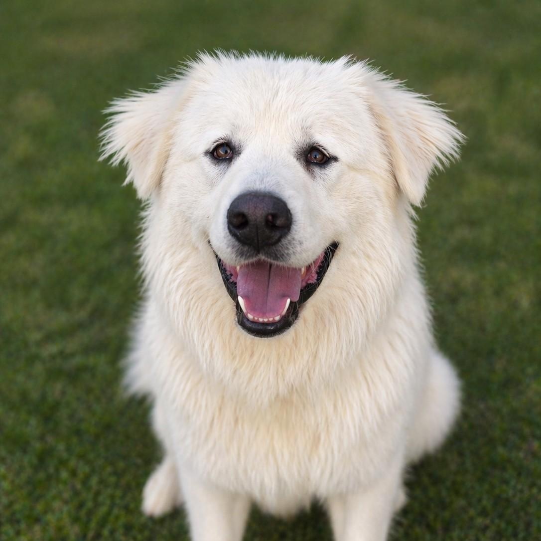 Enlarge Pip, a ADOPTABLE Great Pyrenees in Atlanta, GA image 1/5