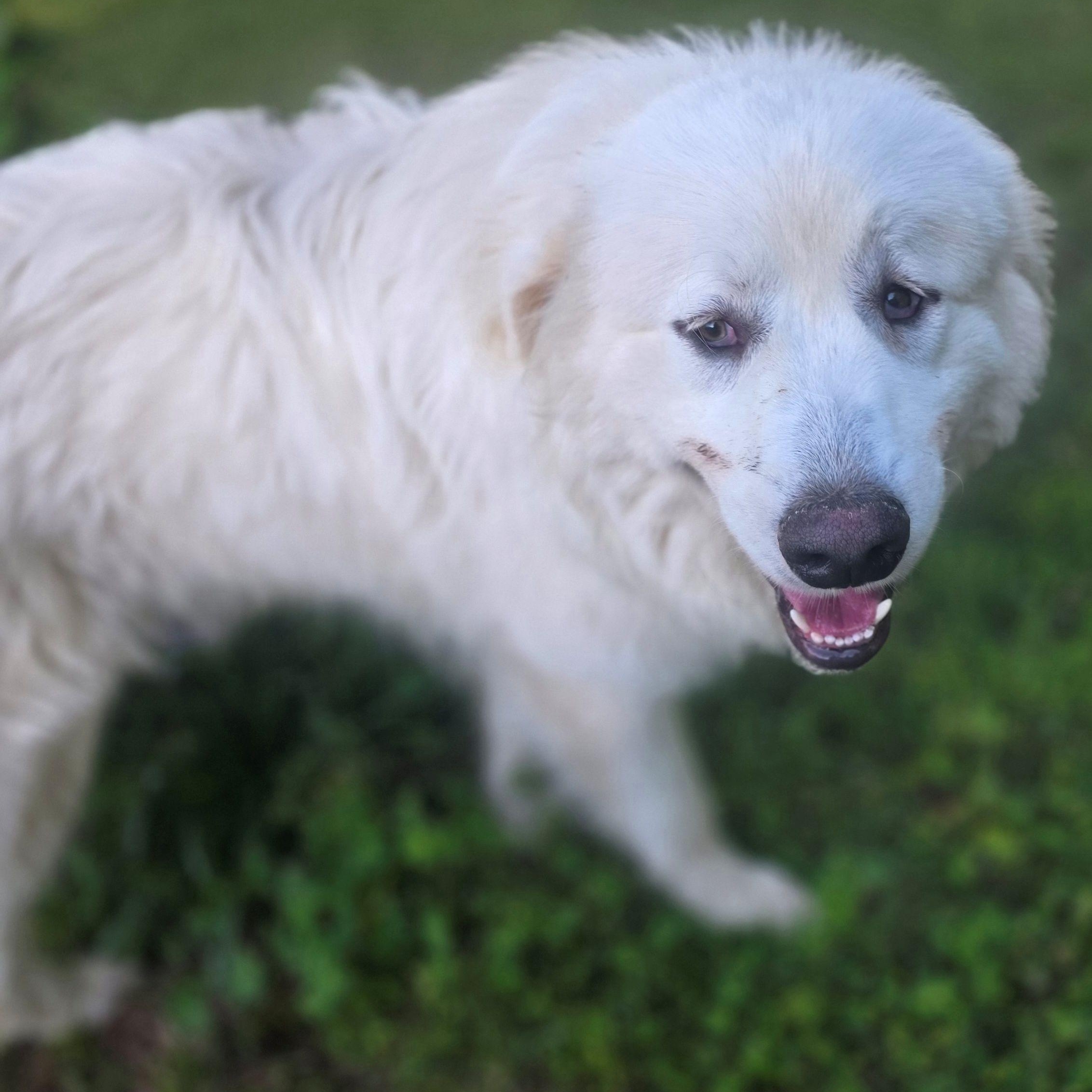 Enlarge Pip, a ADOPTABLE Great Pyrenees in Atlanta, GA image 4/5