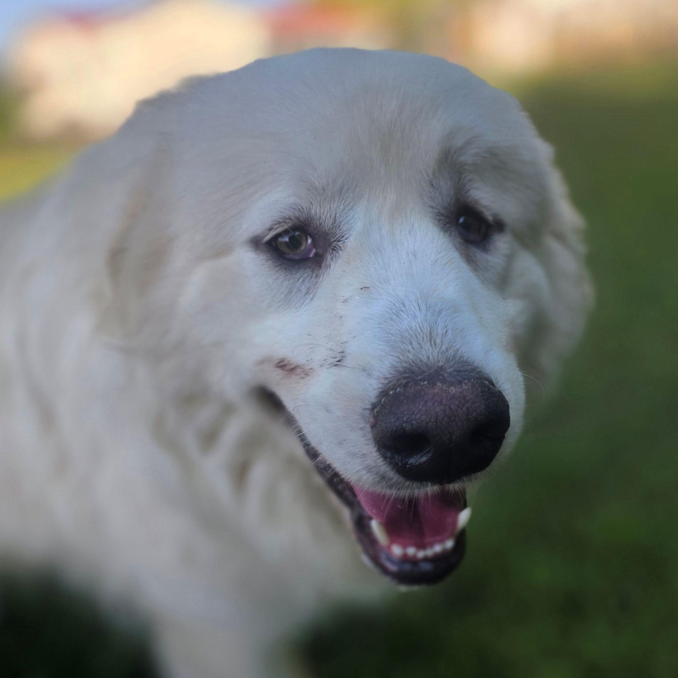 Enlarge Pip, a ADOPTABLE Great Pyrenees in Atlanta, GA image 2/5