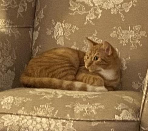 Theo, Adoptable, Adult Male Domestic Short Hair.