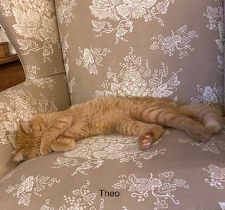 Enlarge Theo, a Adoptable mixed breed in Manchester, CT image 2/3