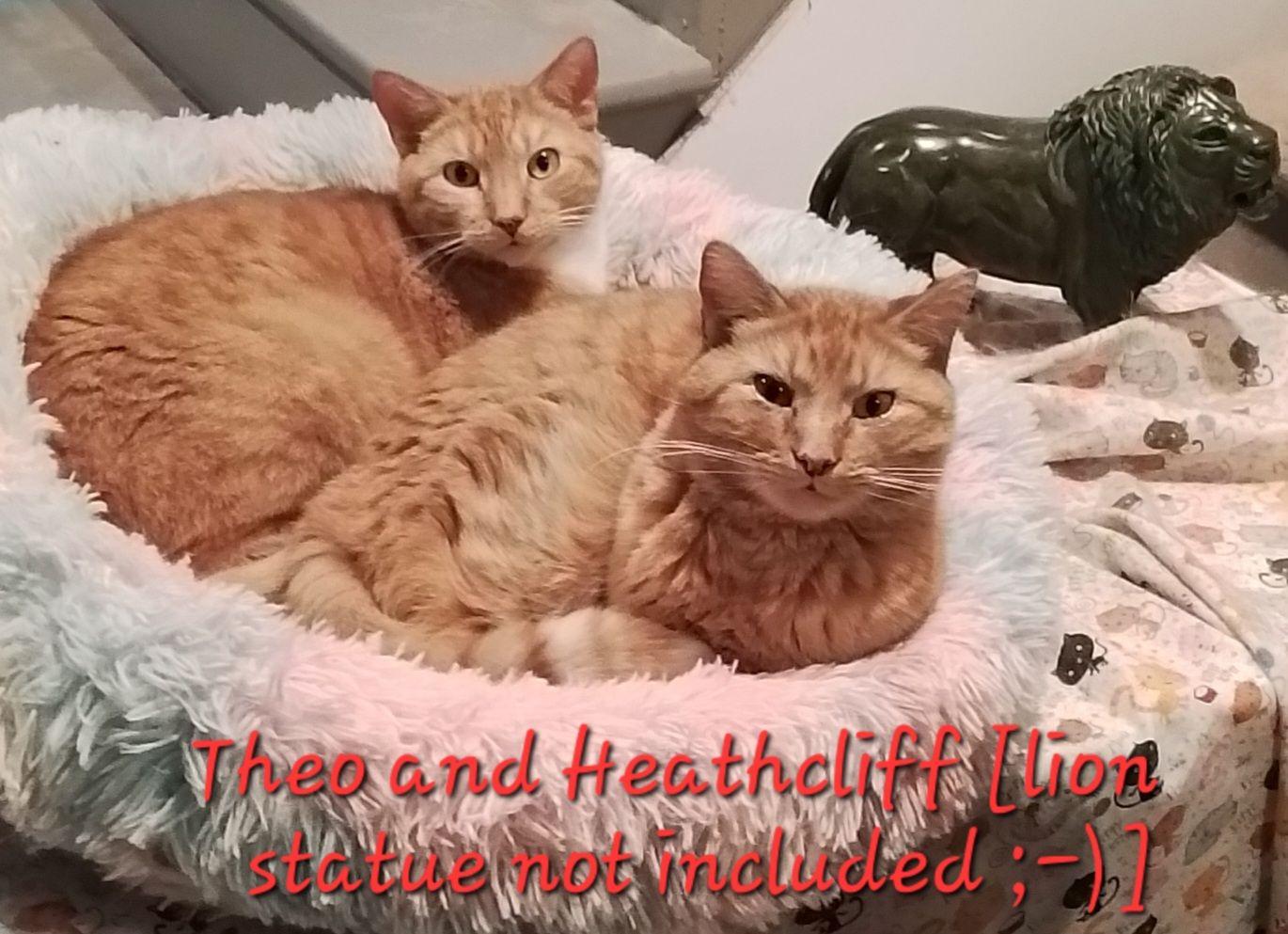 Theo, Adoptable, Adult Male Domestic Short Hair.