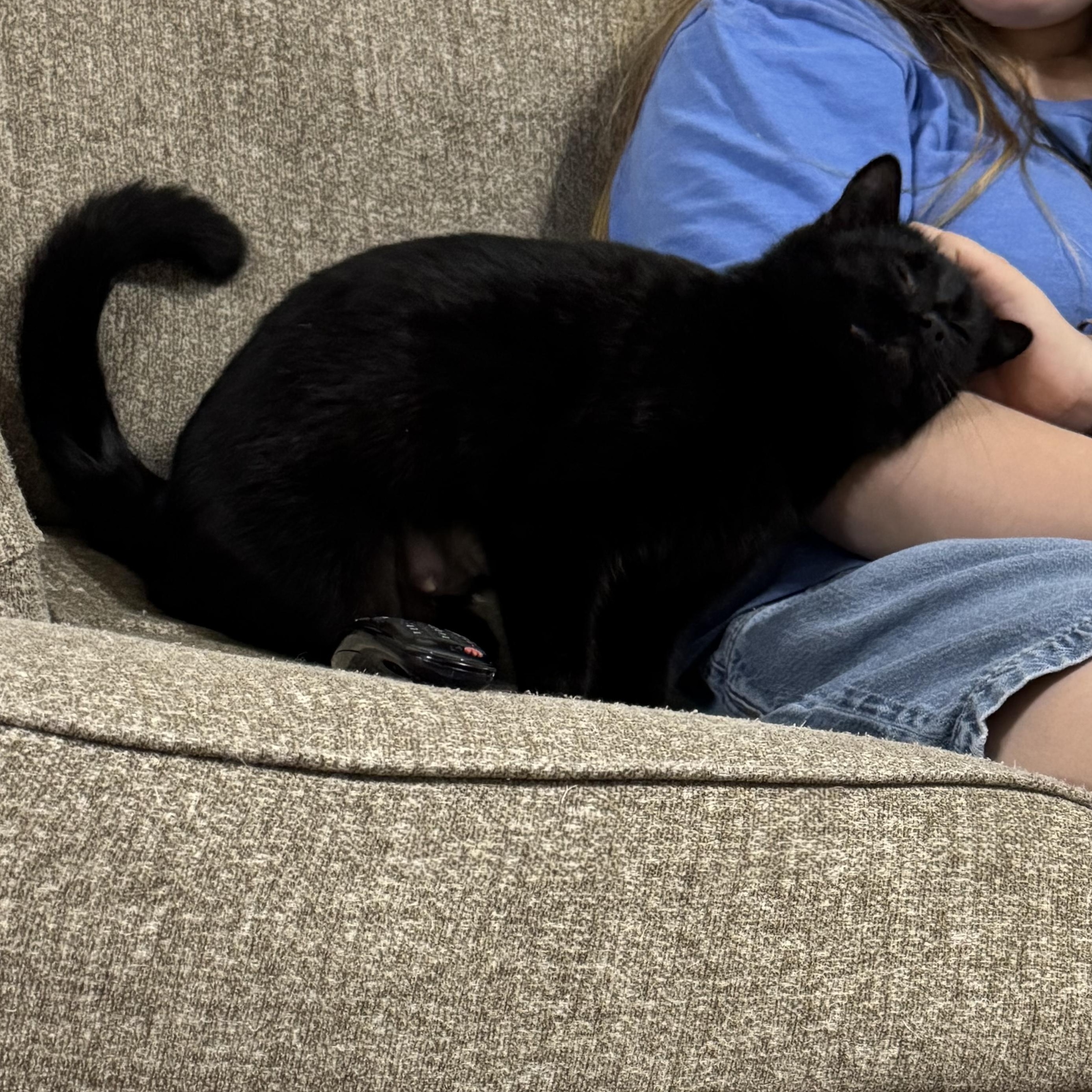 Enlarge Meow Meow , an adopted Domestic Short Hair in Crowley, TX image 2/2